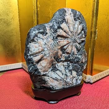 Amazon.co.jp: 菊花石 岐阜県根尾谷産4.3㌔ 鑑賞石 観賞石 水石