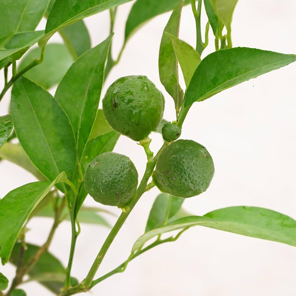 #Tahitian green 』 #パンの木の実 Tahitian green 』 #パンの木の実 Tahitian green 』 #パンの