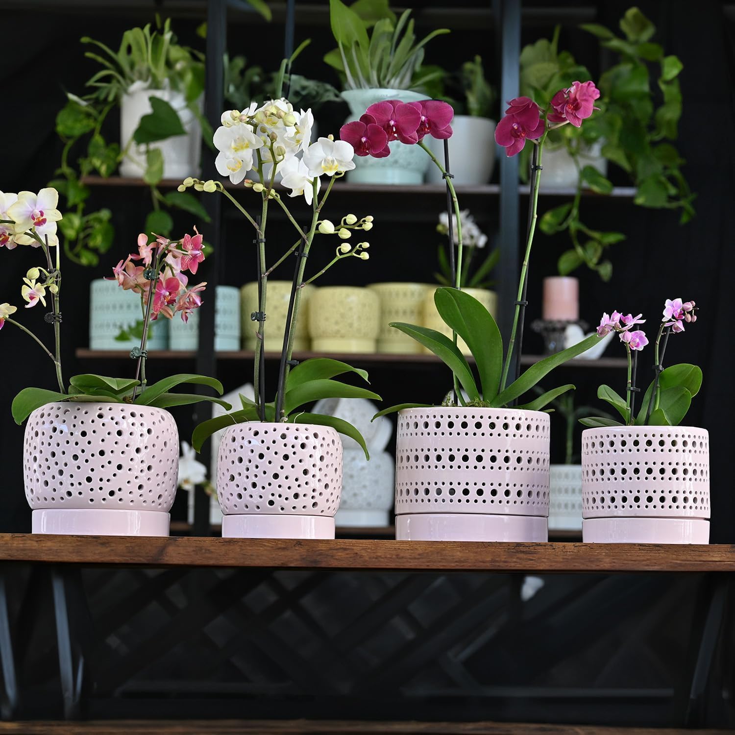 PLANTATOREM 7.5 Inch Moon Gate Orchid Planter with Holes and Attached Saucer- Astel Baby Pink - Stylish Ceramic Pot for Indoor and Outdoor Use - Includes Drainage Holes and Saucers