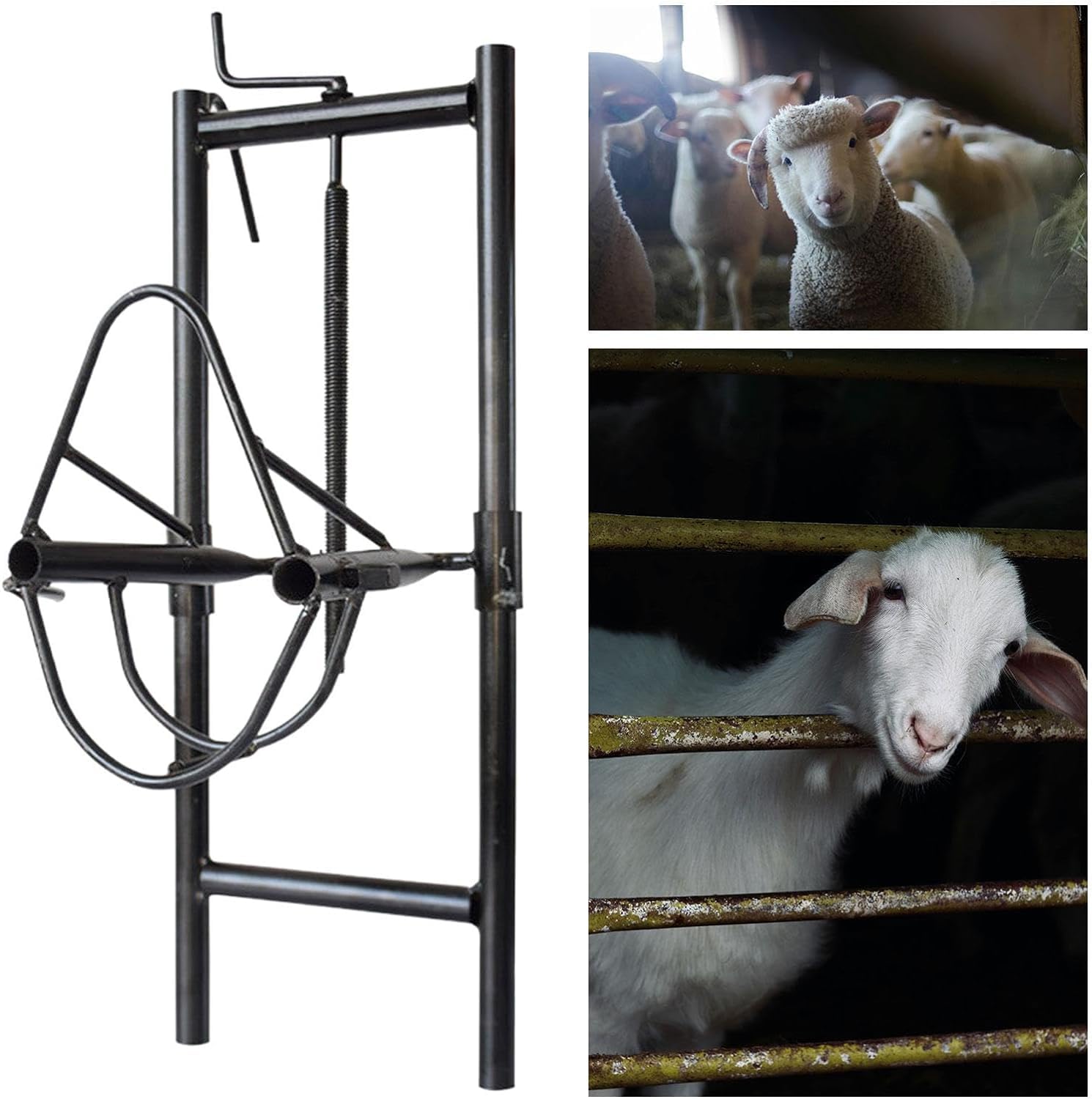 NILoykg& Ziege Stand Kopf Stück, verstellbare Ziege & Schaf Stand, Vieh Aluminium Höhenverstellbar Trimmen Stand Schafe Einfache Scheren Stand für Horned Farm Tiere