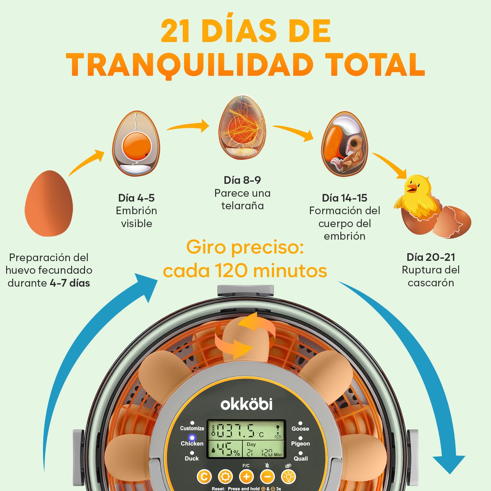 Incubadora automática Okköbi para huevos – incubadora huevos gallina 12 o 20 unidades – volteo automático – incubadora de huevos con control de temperatura y humedad – lámpara incluida