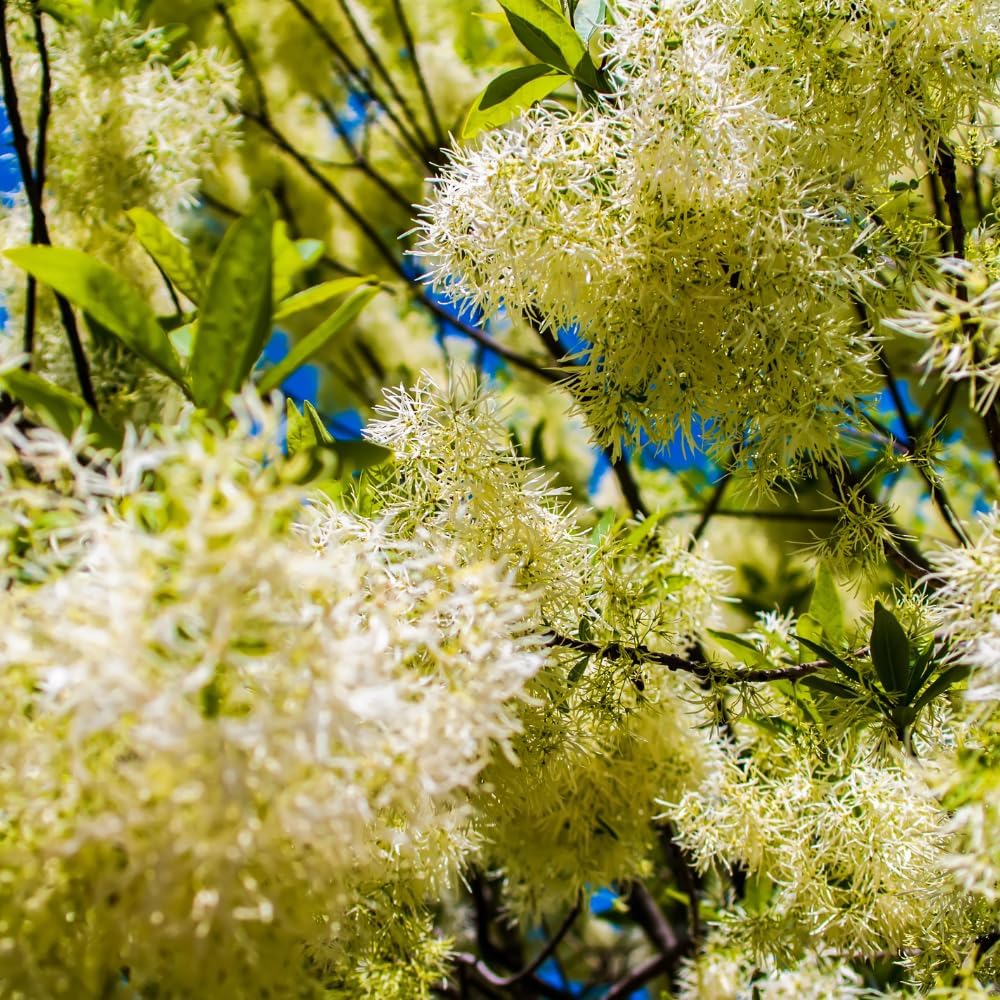 Live White Fringe Tree, Perennial White Fringe Flower Tree Plant, 8 to 10 Inch Tall for Outdoor Garden