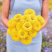 Vista 101 de Eden Brothers - Semillas de zinnia, cactus con flores, sin OMG, plantar en primavera, paquete, flores de bajo mantenimiento, zonas 3, 4, 5, 6, 7, 8