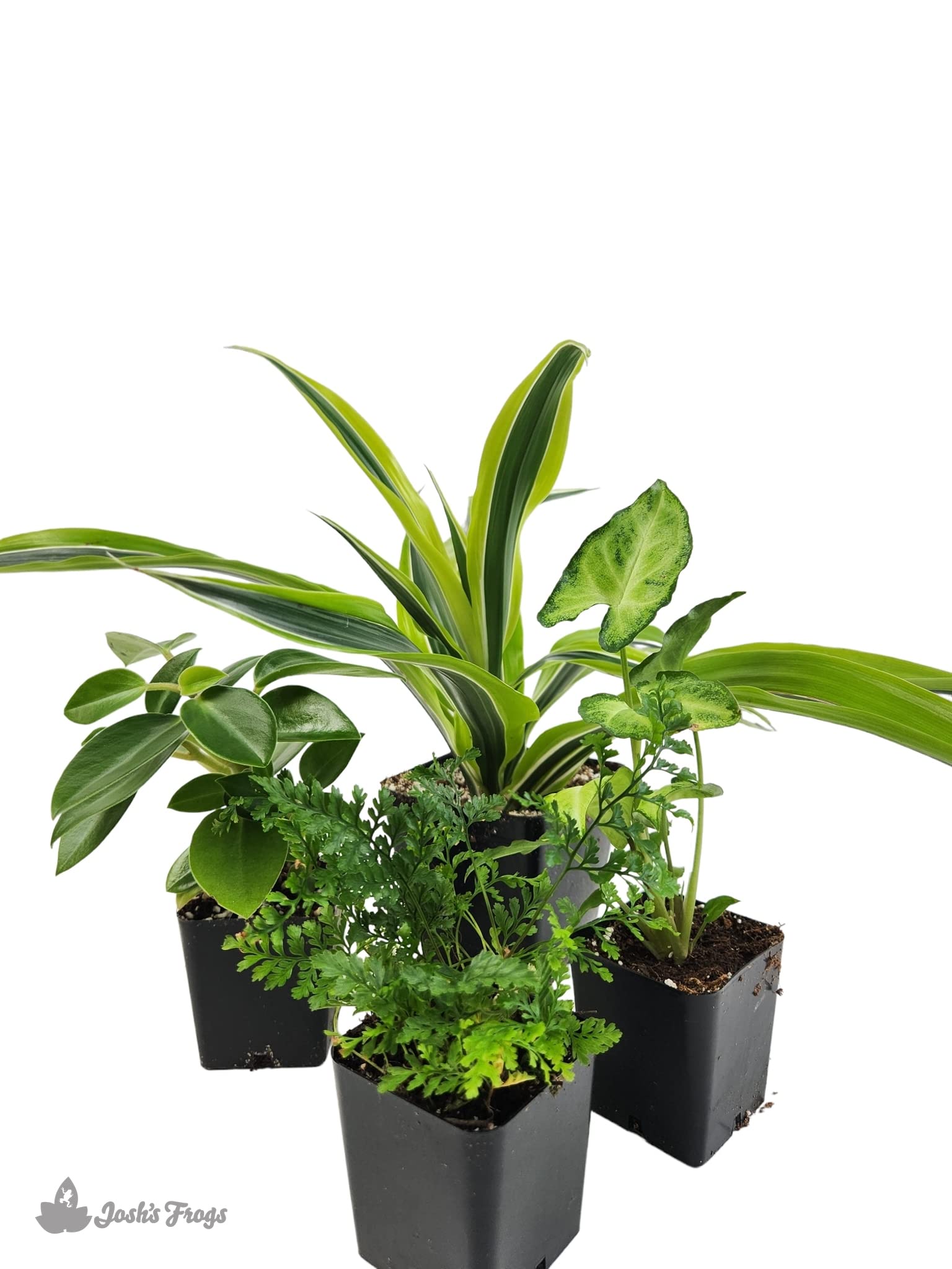 Josh's Frogs 18x18x25 Crested Gecko Vivarium Plant Kit