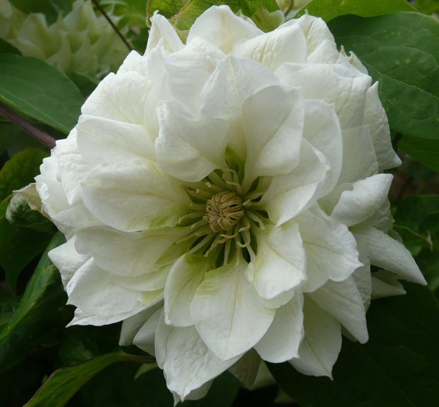 Clematis Duchess of Edinburgh - Live Plant in a 4 Inch Growers Pot - Clematis 'Duchess of Edinburgh' - Starter Plants Ready for The Garden - Beautiful White Bloom Flowering Vine