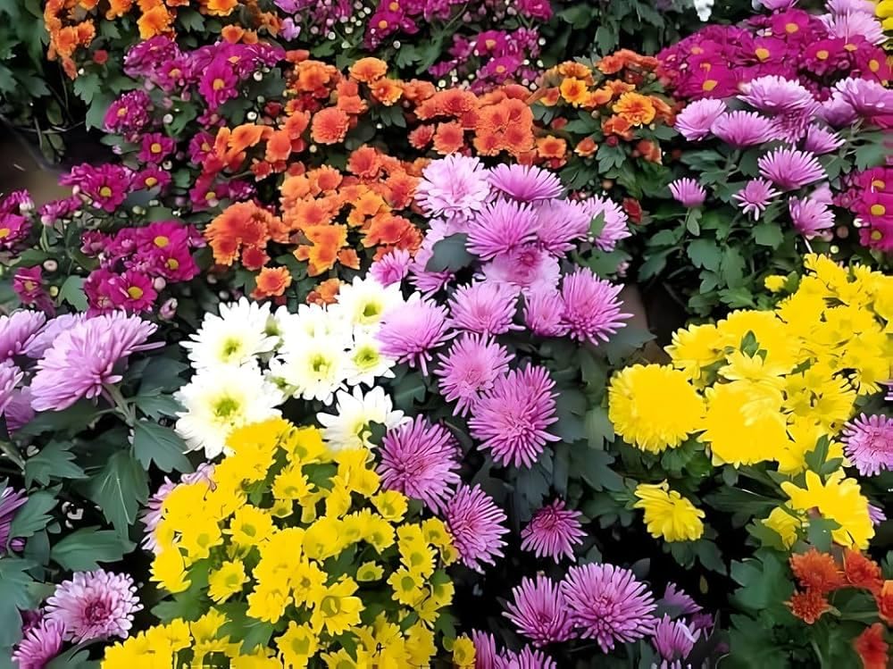 Cherysanthemum Flower Seeds for Planting | Multi Color Seasonal Flower Seeds for Home Garden (Pack Of 100 Seed)-image-5
