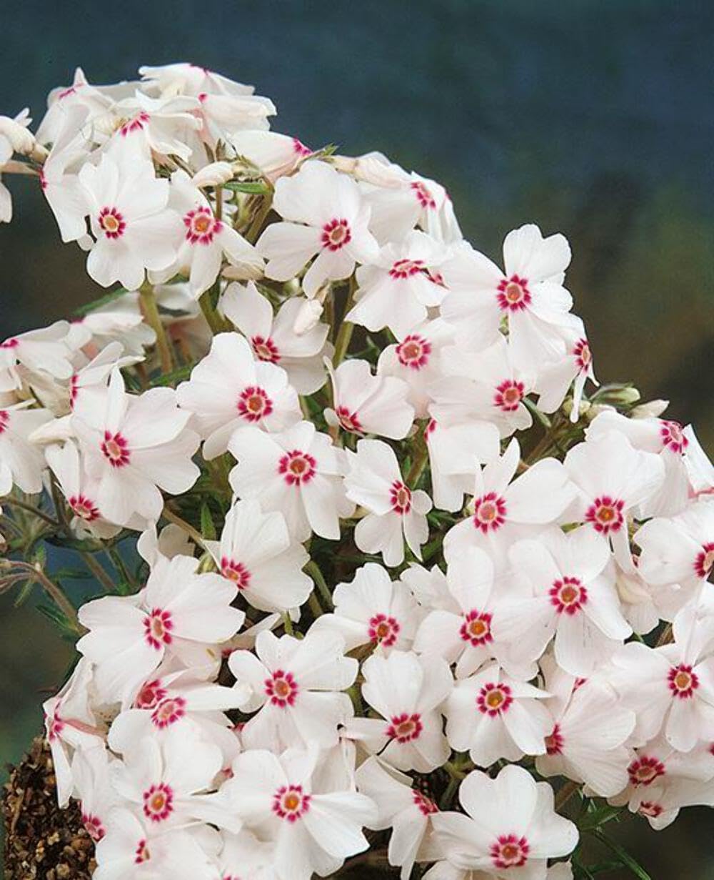 Perennial Farm Marketplace (Moss Pinks) Perennial, Size-#1 Container Phlox subulata 'Amazing Grace', Pure White Flowers