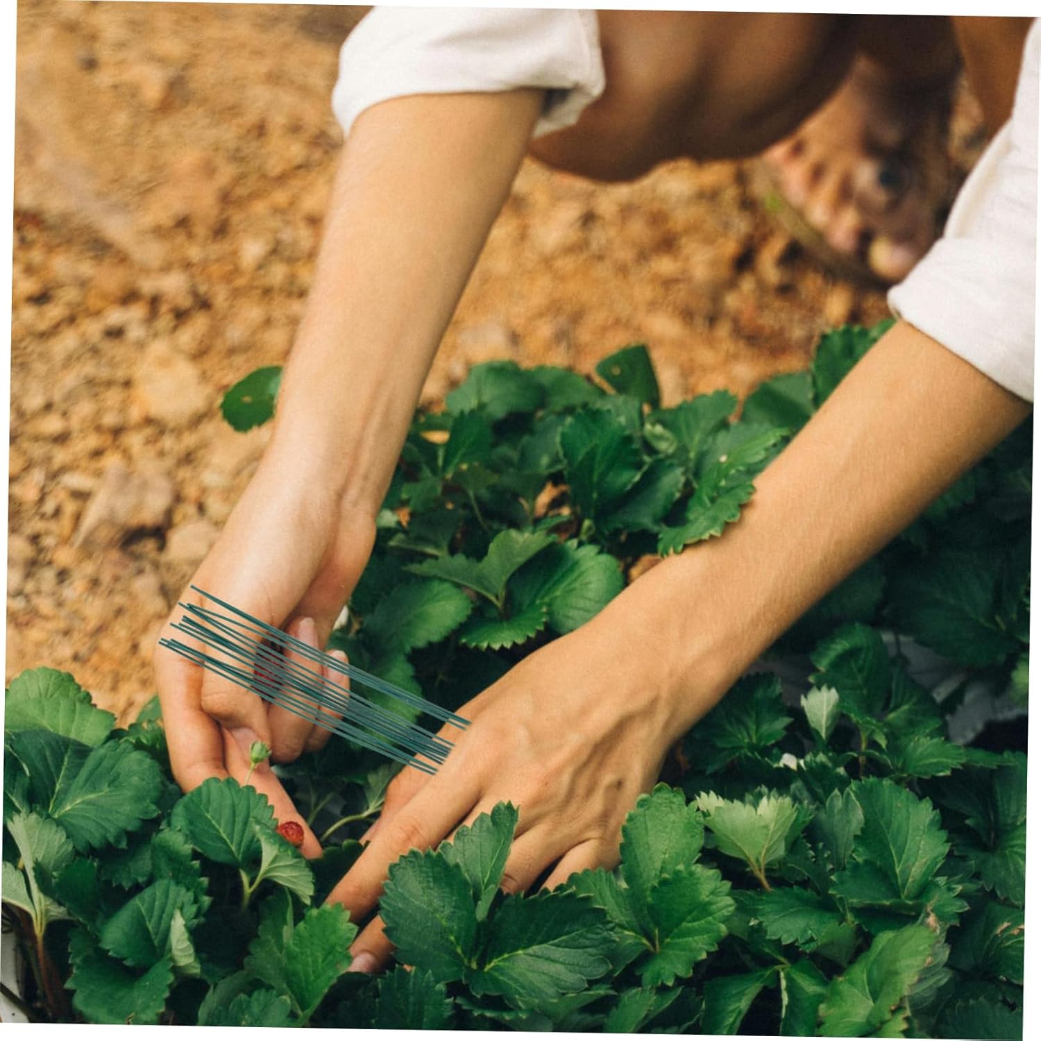 Yardwe 4000pcs Flexible Twisted Ties for Gardening Plant Binding Wire for Tomato Raspberry and Vine Support Reusable Green Plant Fixing Ties