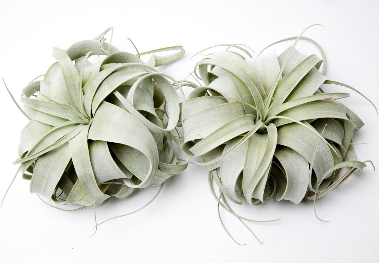 Airplants Xerographica Tillandsia Small 2 Pack (Grown and Shipped from California) !! Please read product description before buying !!