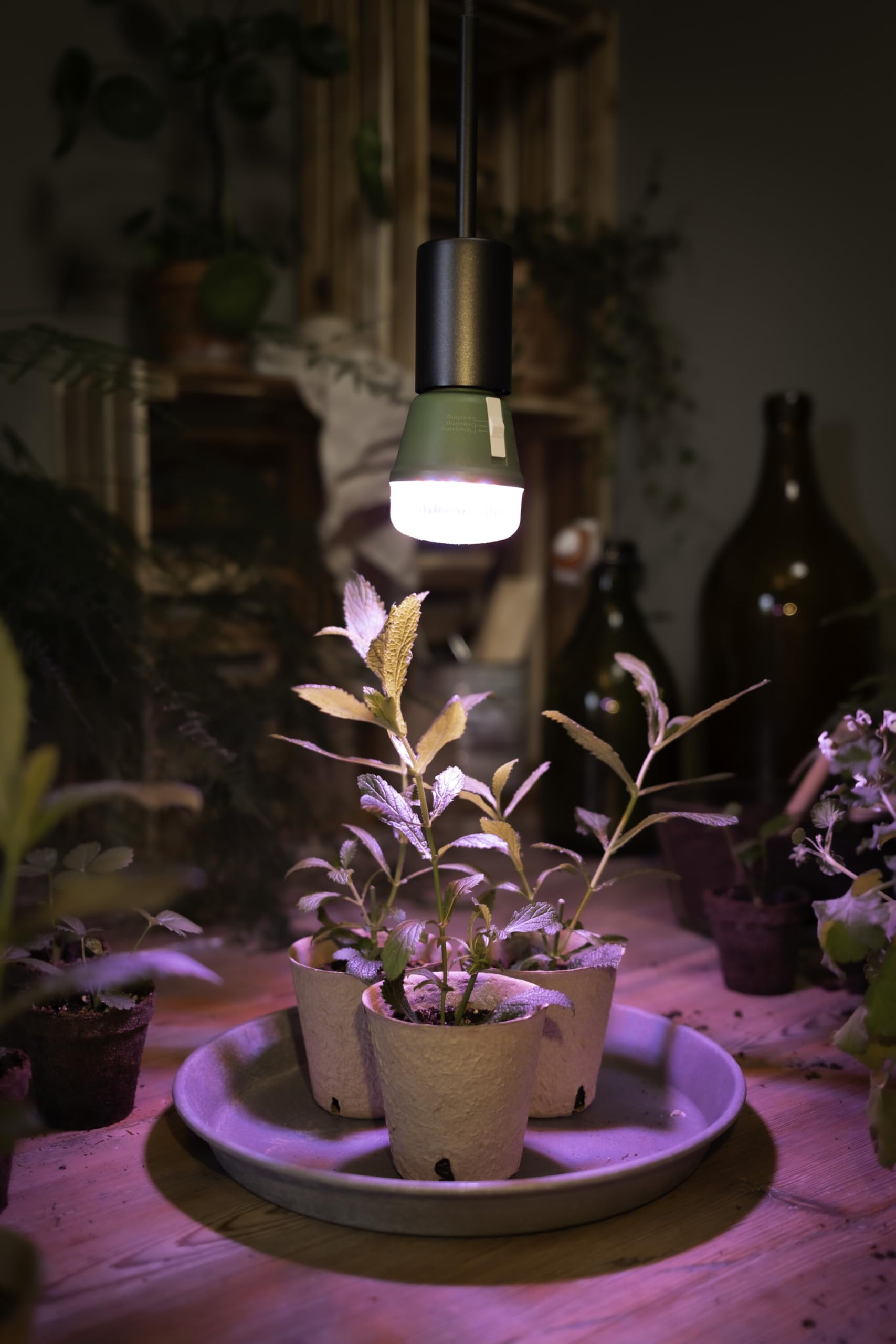 OSRAM LED STAR LÁMPARA DE CRECIMIENTO T 60 10 W 330 lm | LED Star Grow Lamp T 60, LED Lamps, verde, 60 mm dia, 25000 h, Paquete de 6