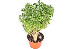 Variegated Ming Aralia: Lush Greenery for Your Abode