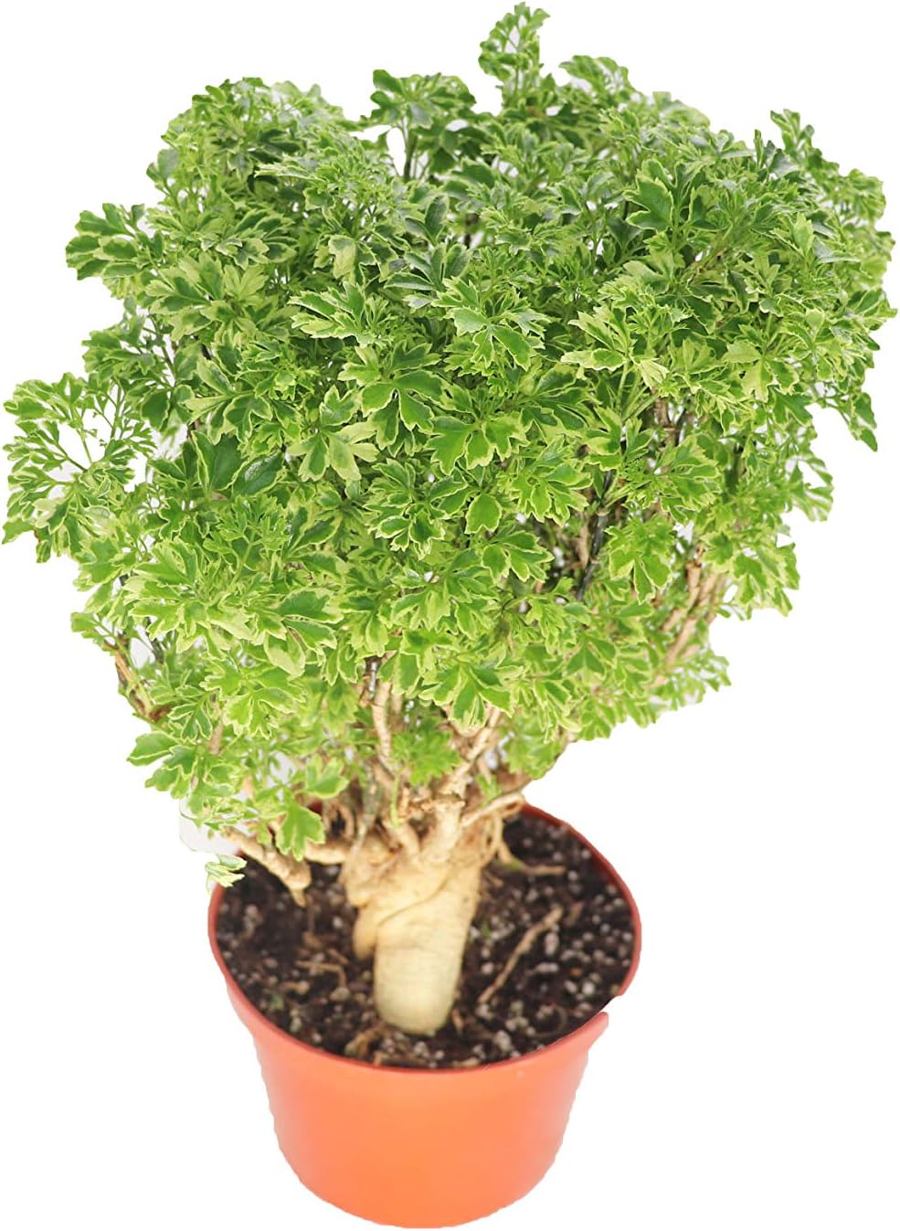 Variegated Ming Aralia - 6'' from California Tropicals