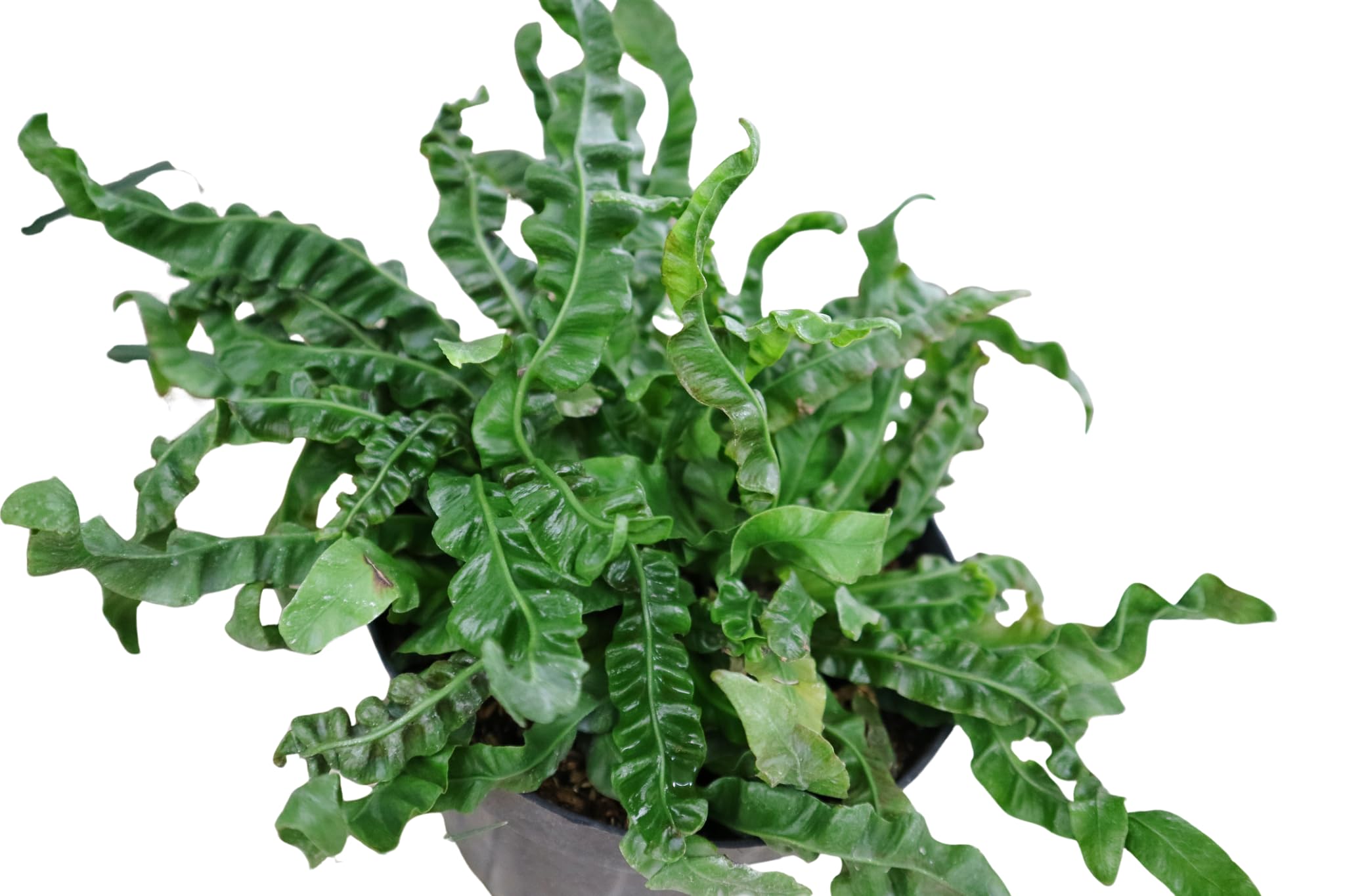 Amazon.com : Crispy Wave Fern - 4