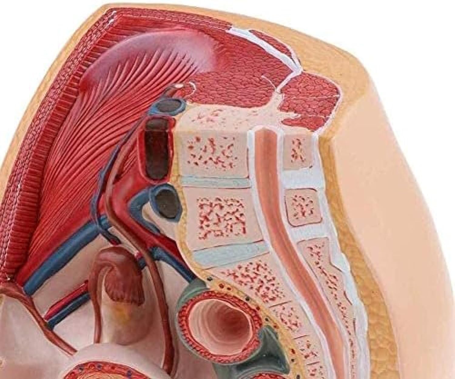 Model Anatomiczny Undr, Strzałkowy Model Miednicy, Przekrój Miednicy Kobiety, Do Celów Dydaktycznych