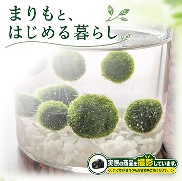 Marimo Small Bottle Vivarium Set