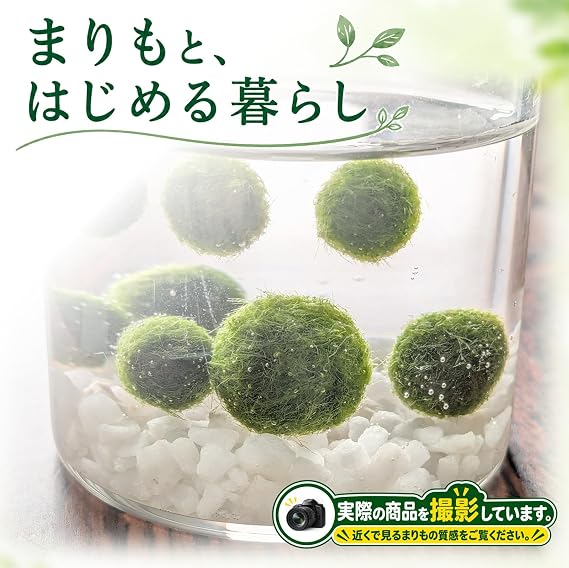 Marimo Small Bottle Vivarium Set