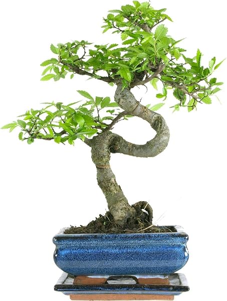 Generic Chinese Elm Bonsai Tree 27-32cm Indoor