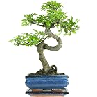 Chinese Elm Bonsai — 7 Years, 27-32cm — 7 years, 27-32cm