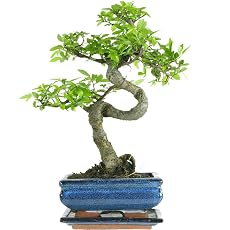 Chinese Elm Bonsai — 7 Years, 27-32cm — 7 years, 27-32cm