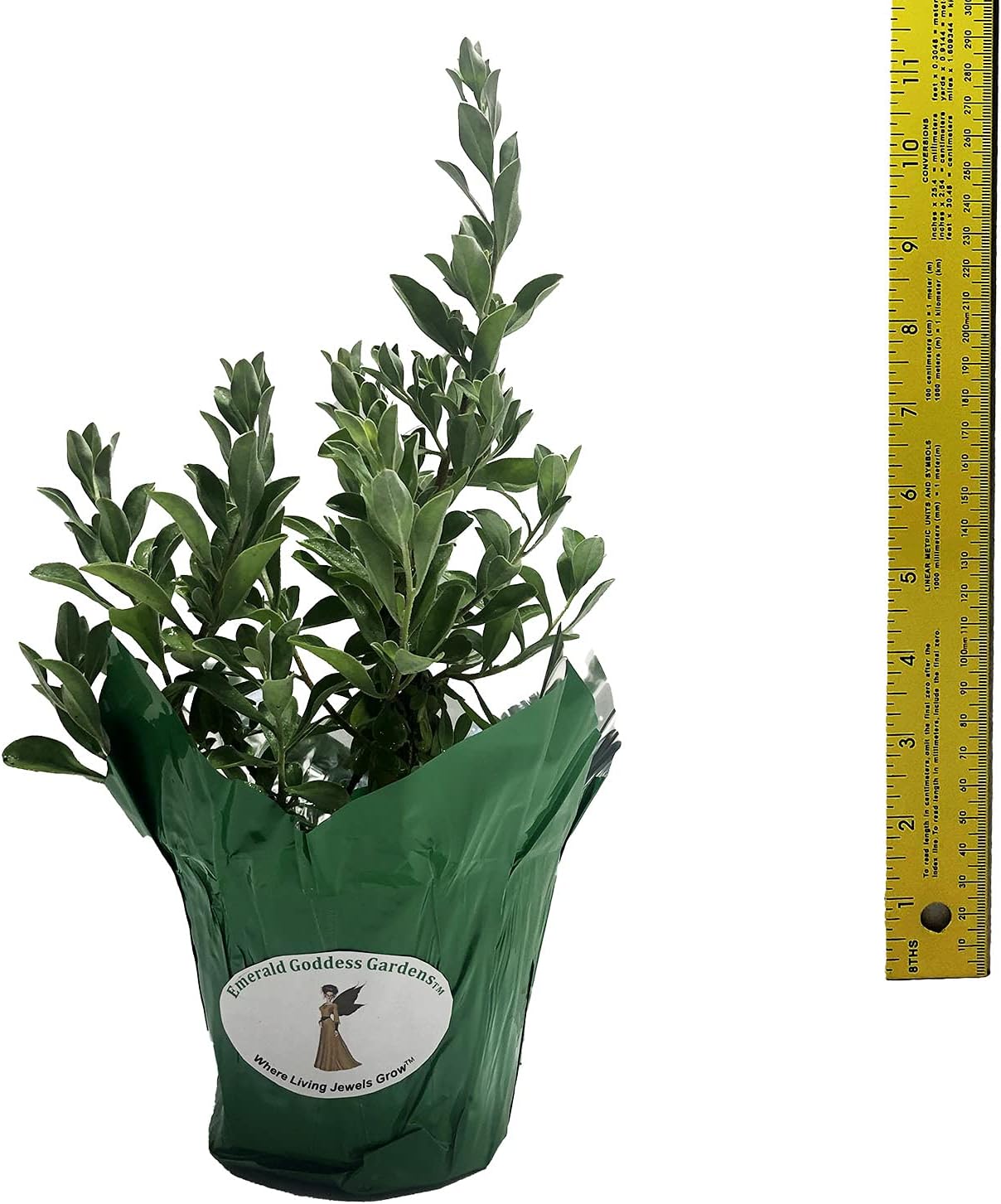 Texas Sage Silver Leaf - Leucophyllum frutescens - Live Plant - Showy Purple Flower - Emerald Goddess Gardens - Starter Sz 4 Inch Pot