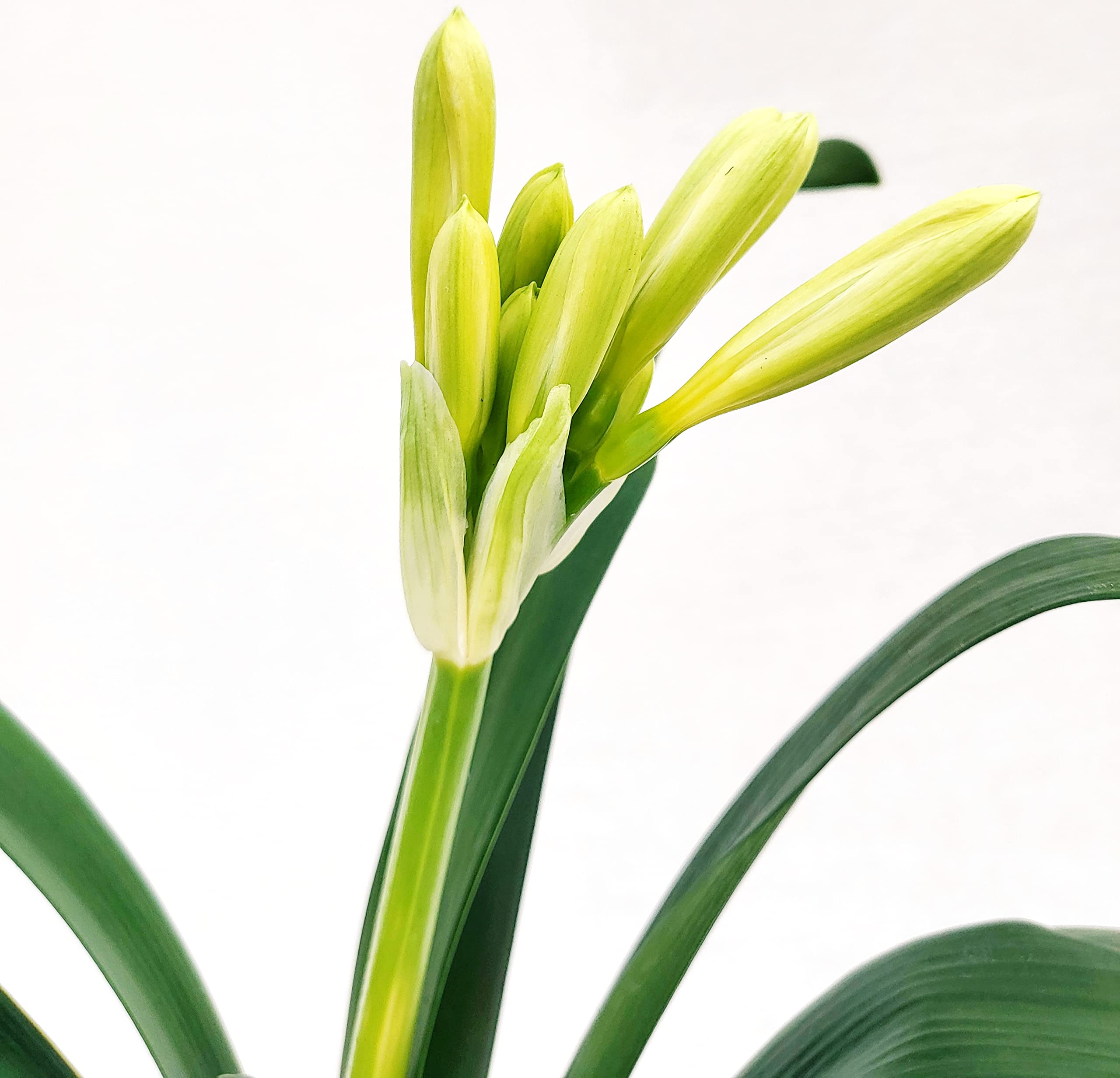 POWERS TO FLOWERS - CLIVIA GIALLA e ARANCIONE, VASO 13CM DIAMETRO, pianta vera