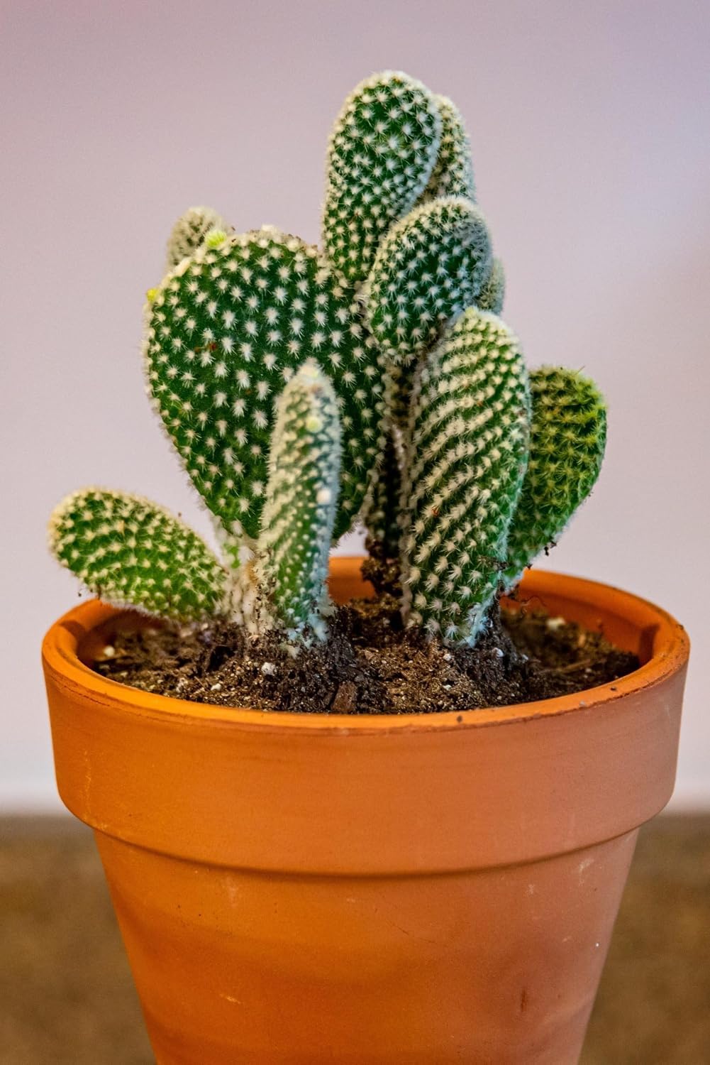 Live Cactus Plant for Home & Office Decor Low Maintenance Succulent Cactus Plant in Nursery Pot Indoor & Outdoor Ornamental Plant for Home Garden (Pack of 1)-image-40