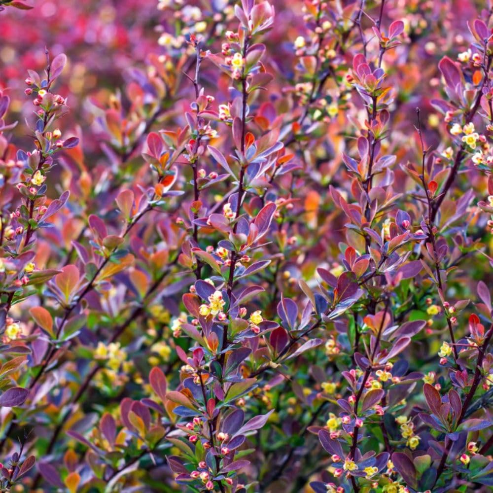 Berberis thunbergii f. atropurpurea 'Red Rocket' - Hardy Japanese Barberry Shrub | Dark Foliage & Scarlet Berries | - Upright Growth - Stunning Autumn Colour – 1x 9cm Potted Plant by Thompson & Morgan