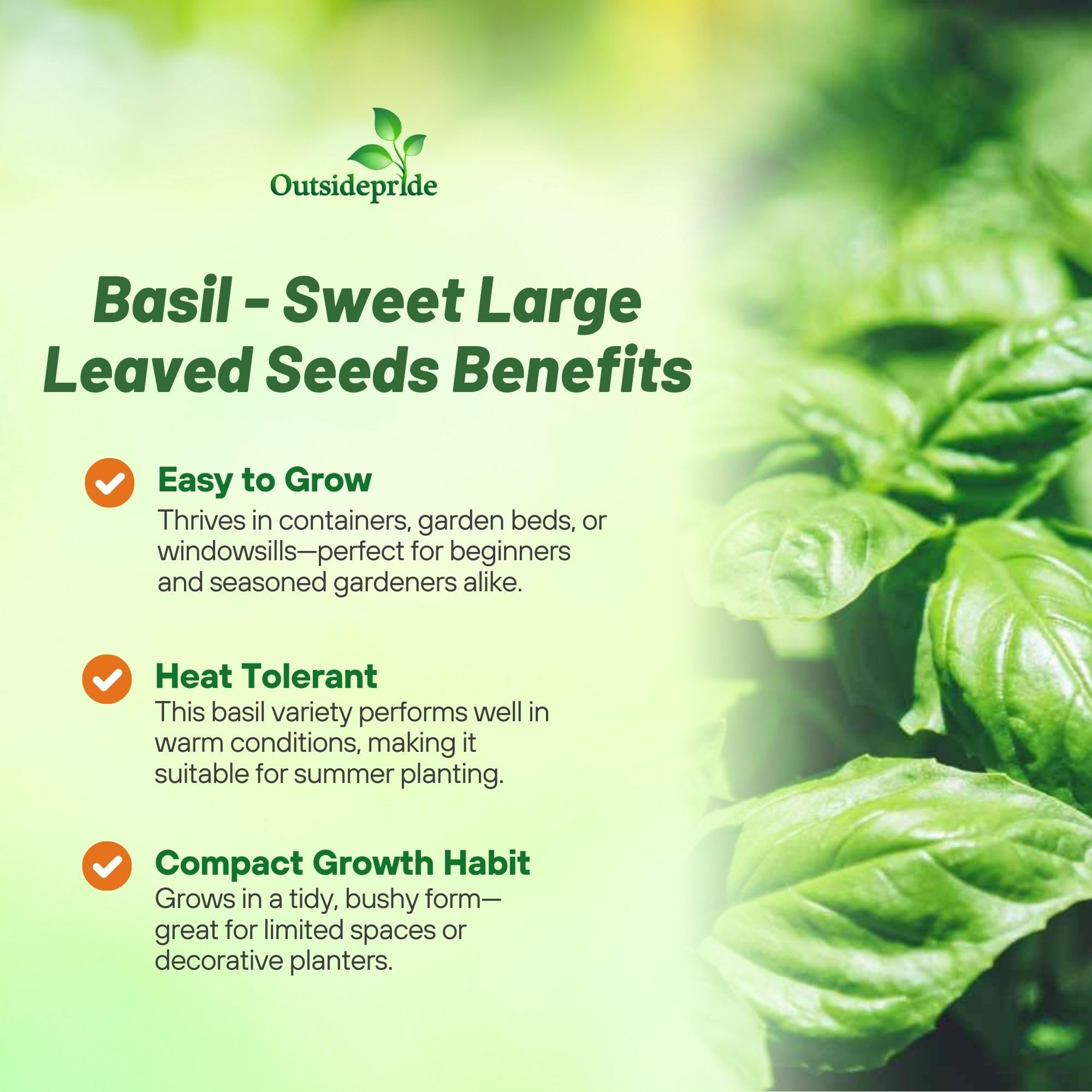 Amazon.com : Outsidepride Sweet Large Leaved Basil Seeds for Planting - 1  lb. Easy to Grow Annual Herb Garden Seeds with Aromatic & Flavorful Foliage  for Containers, Companion Planting, Indoors & Outdoors :