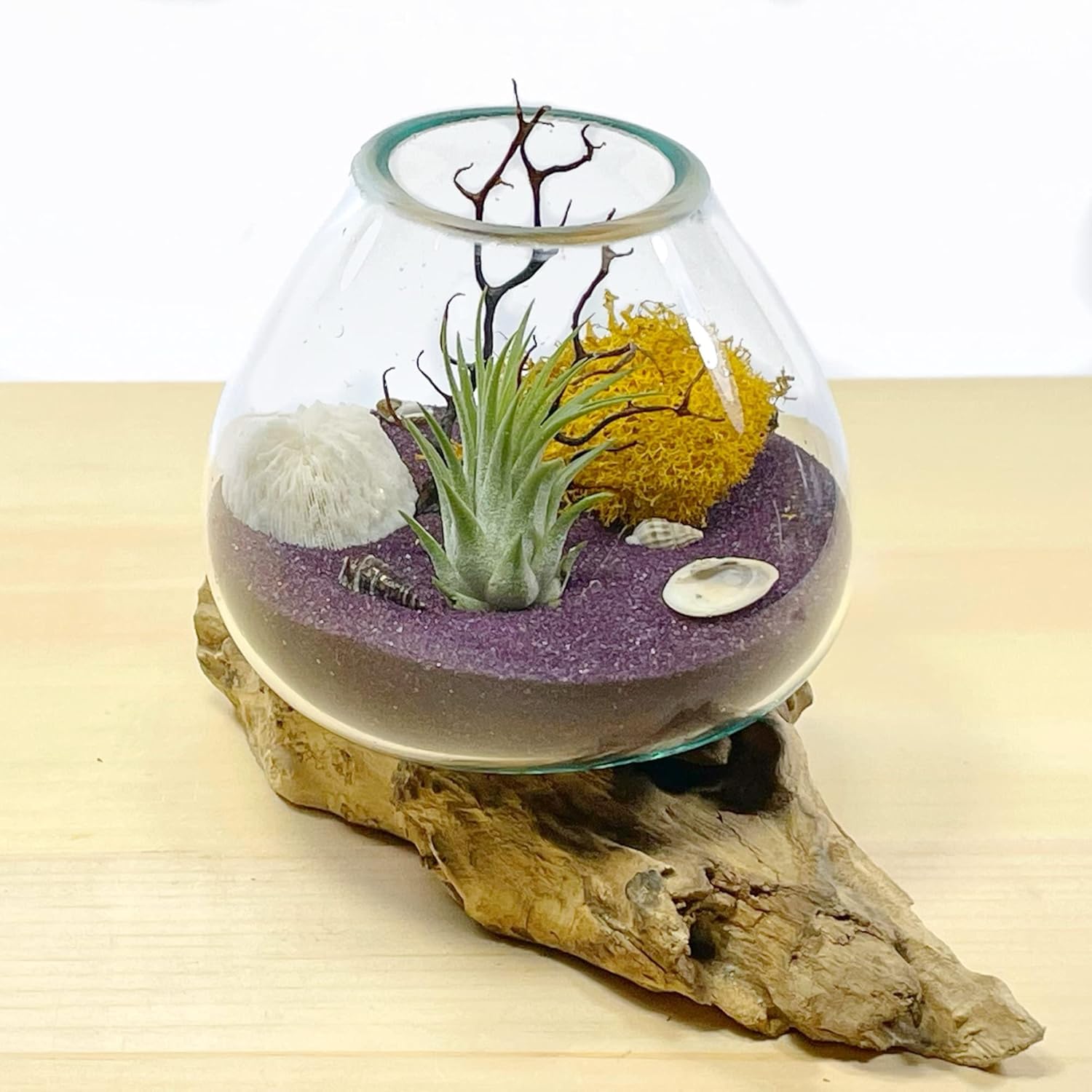 Terrarium Live Air Plant Genuine Coral, Black Fan in Molten Glass Vase Complete Kit Great Gift Purple Sand