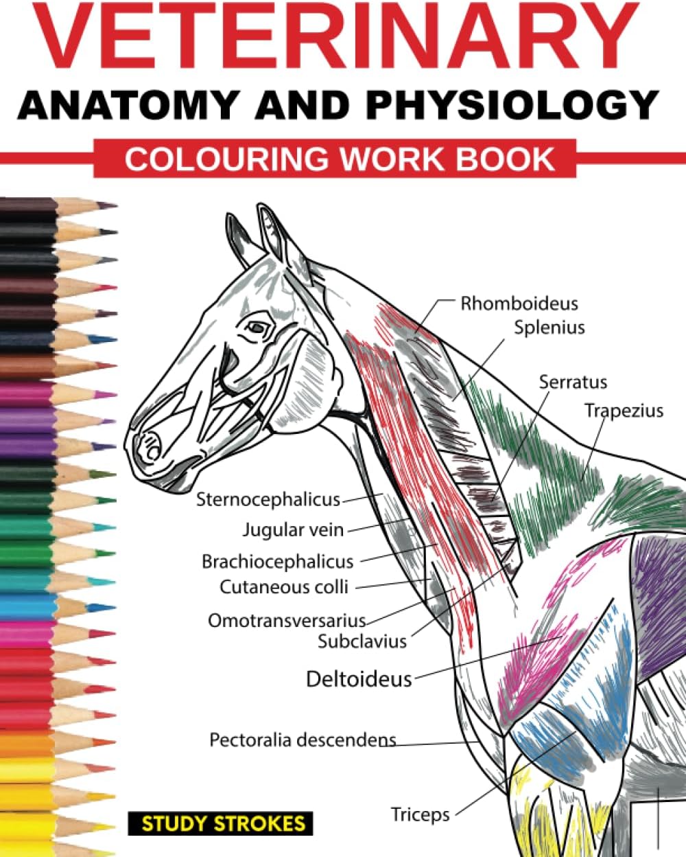 Veterinary Anatomy and Physiology Coloring Work Book: Easy and Effective Self assessment, Test prep and Revisions Study Guide for Vet Medicine and Nursing Students
