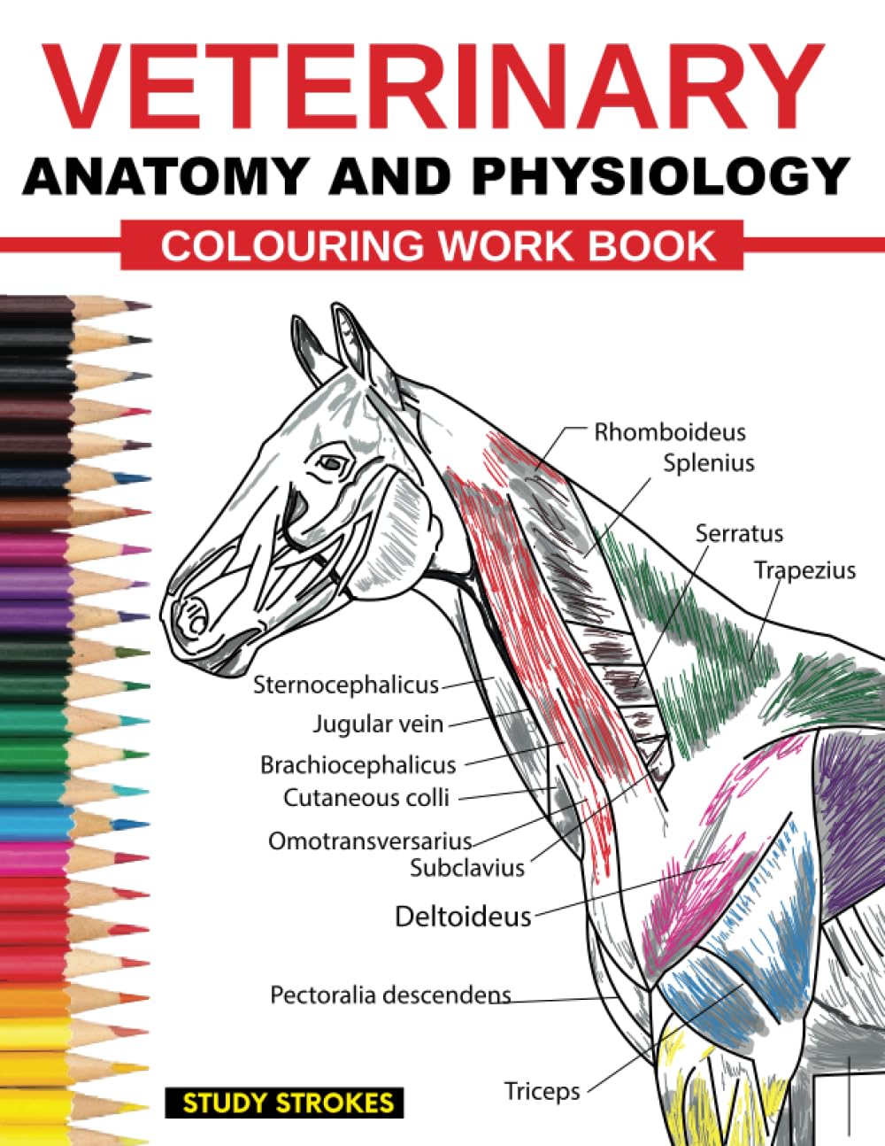 Study STROKES Veterinary Anatomy & Physiology Coloring Workbook: Fun Test Prep Guide for Vet Med & Nursing Students