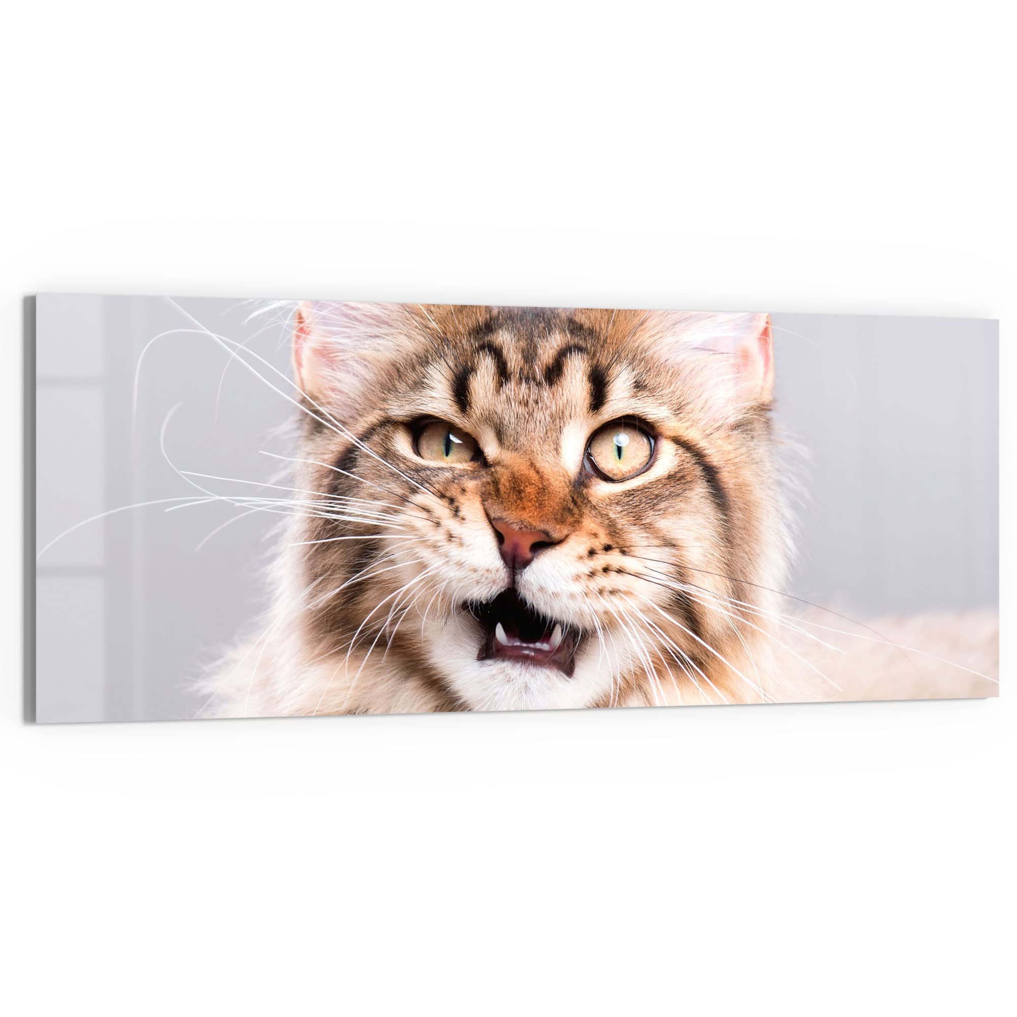 DEQORI Obraz na szkle z prawdziwego szkła | motyw "Kot Maine Coon" | poziomo jednoczęściowy 125 x 50 cm | piękna dekoracja | obraz ścienny do salonu, sypialni, korytarza i kuchni | nowoczesna dekoracja ścienna