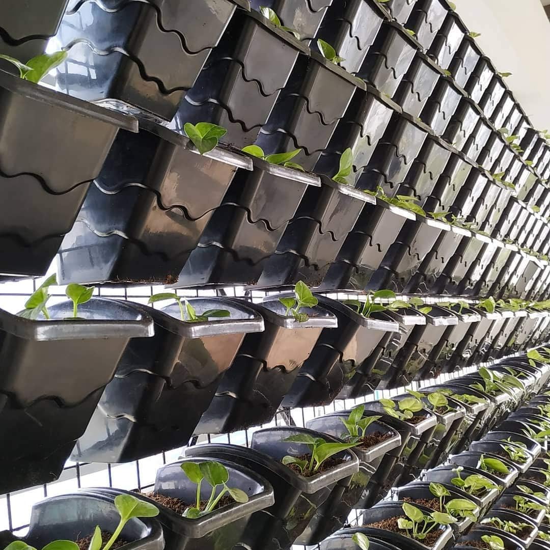 Green Gardenia Vertical Garden Wall Hanging Pot-Large (Pack of 24)