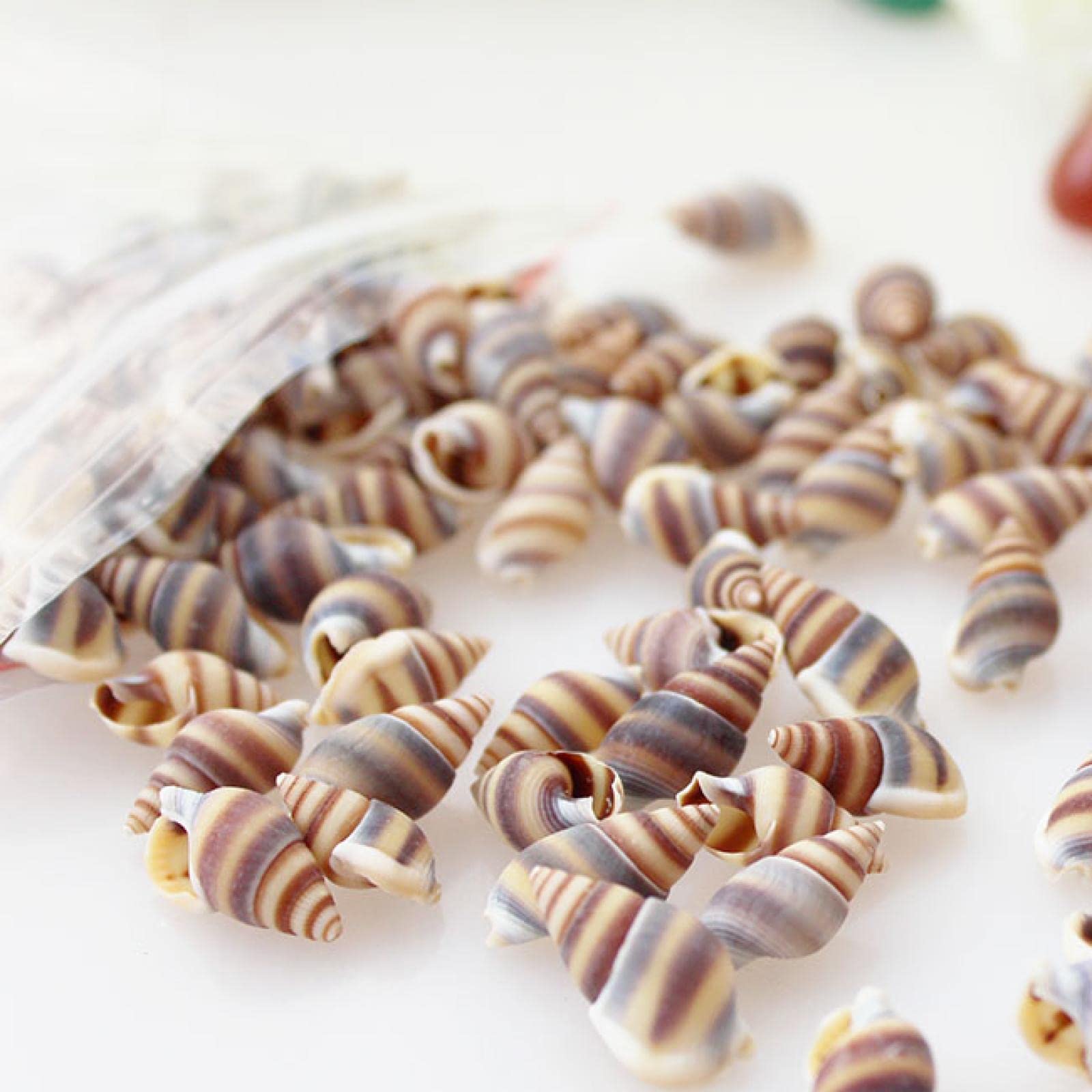 Coquillages de mer noir mètre vis loisirs créatifs et mosaïque DIY