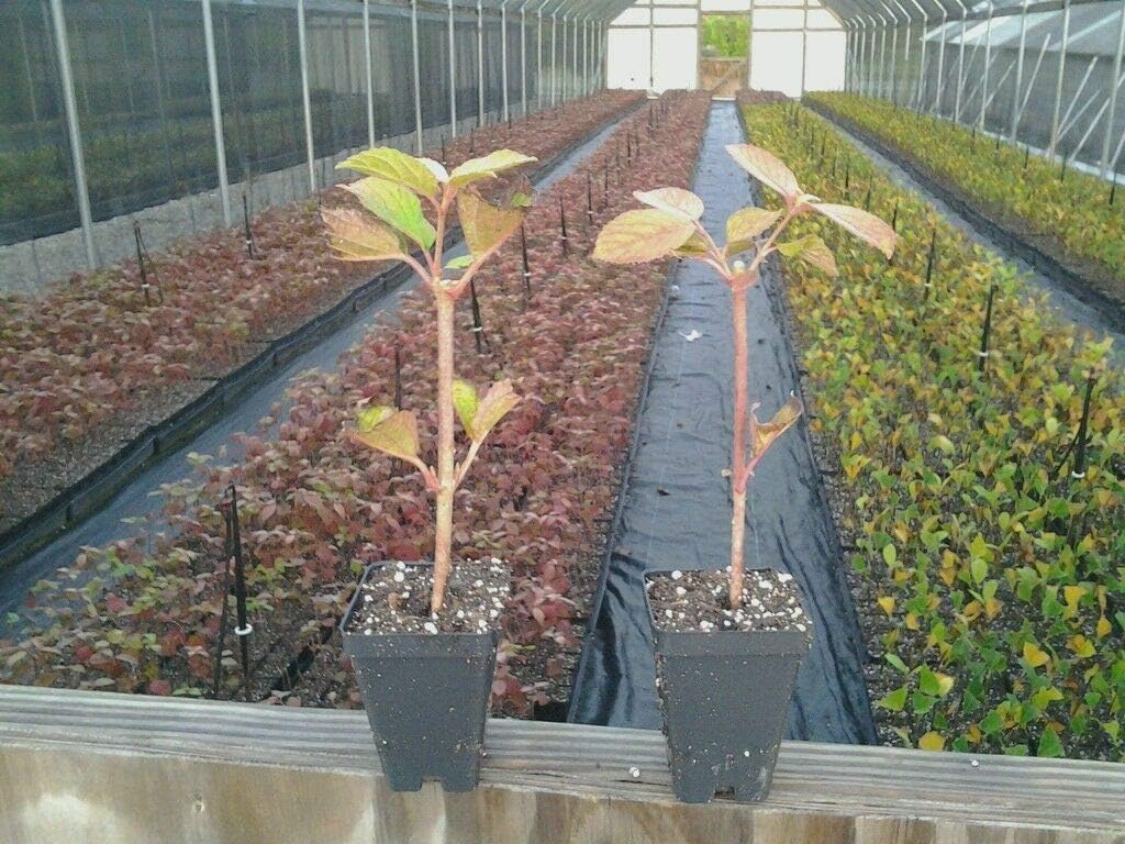 Japanese Snowball Bush/Shrub - 6-12" Tall in a 3" Pot - Live Plant - Viburnum Plicatum - Ready to Plant