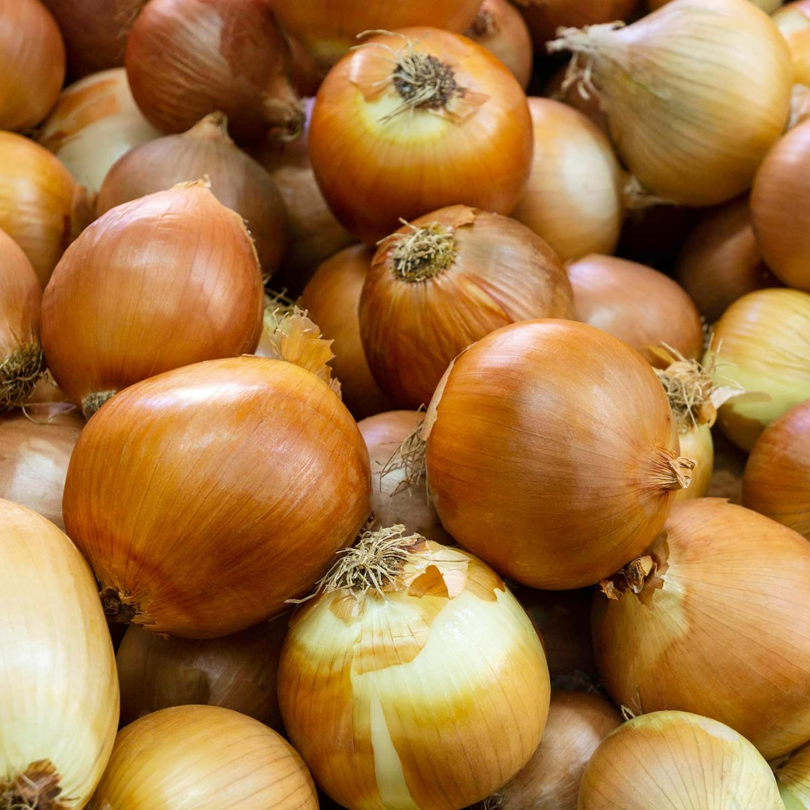 Carbeth Plants - Onion Sets Corrado 100 x Vegetable Bulbs - 500g Yellow — image 1