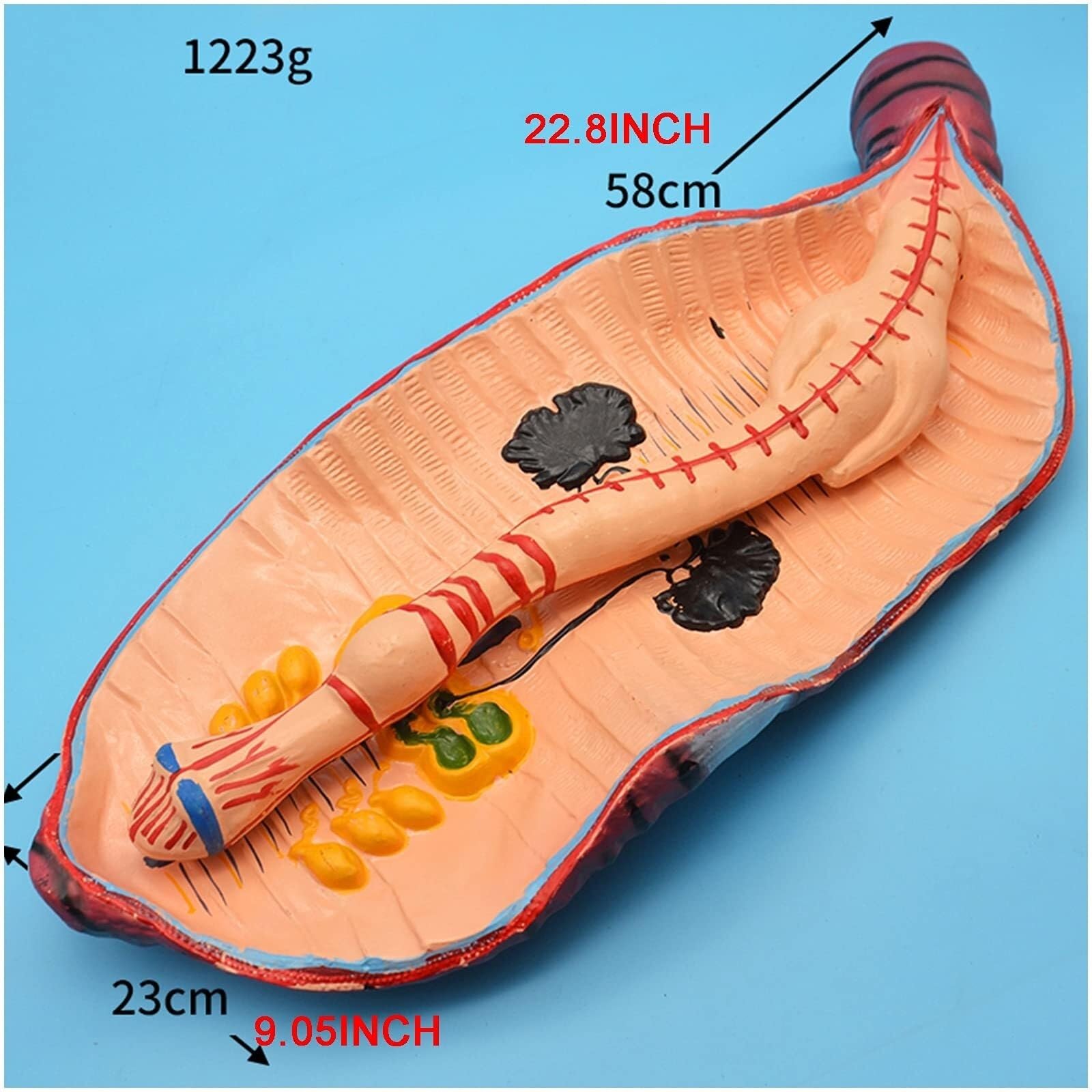Model anatomiczny dżdżownicy Model anatomiczny bezkręgowców pierścienicowych dżdżownicy Model edukacyjny dla dzieci Narzędzie do szkoły medycznej