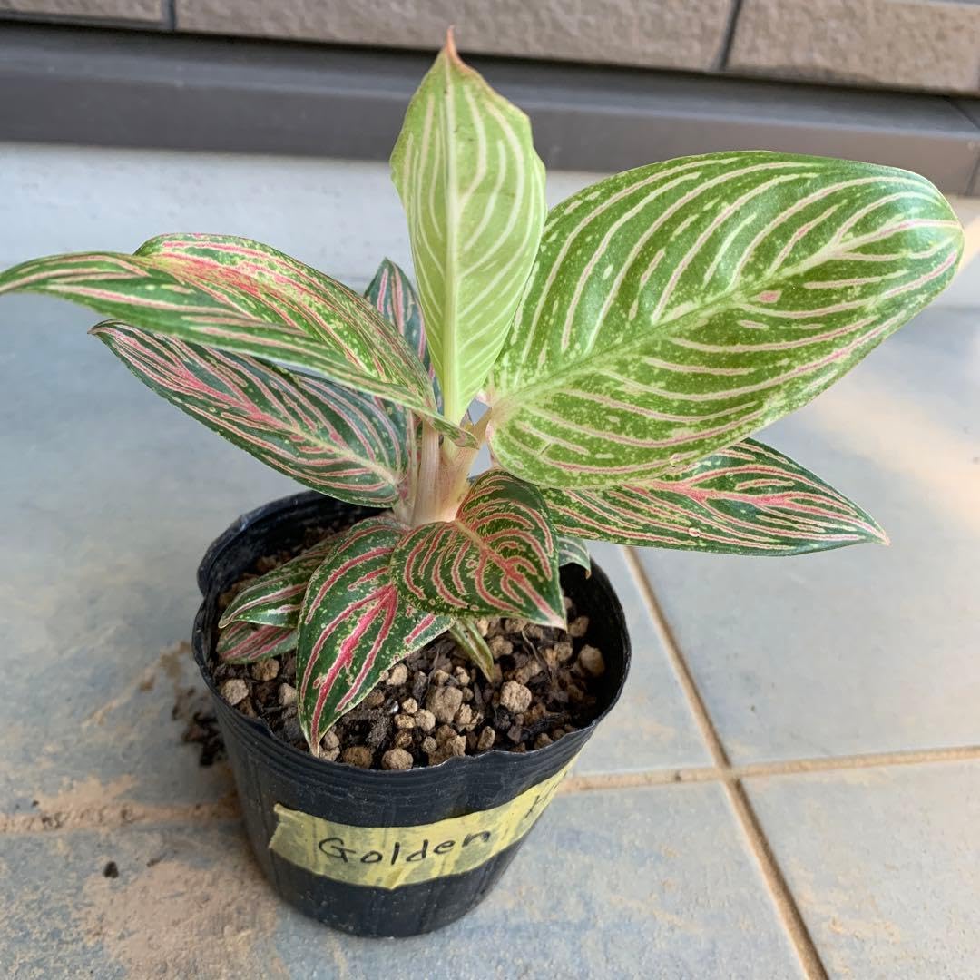 Amazon.co.jp: Aglaonema Golden Hope : おもちゃ
