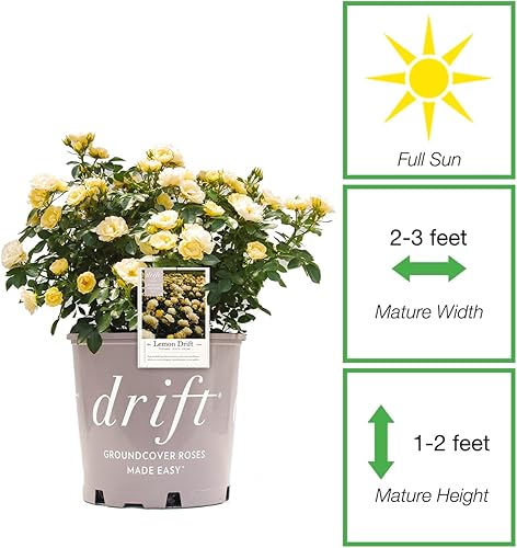 Miniatura 2 de PERFECT PLANTS Lemon Drift Rose Bush de 1 galón  Arbustos vivos para plantar al aire libre  Las rosas de cobertura del suelo se mantienen pequeñas
