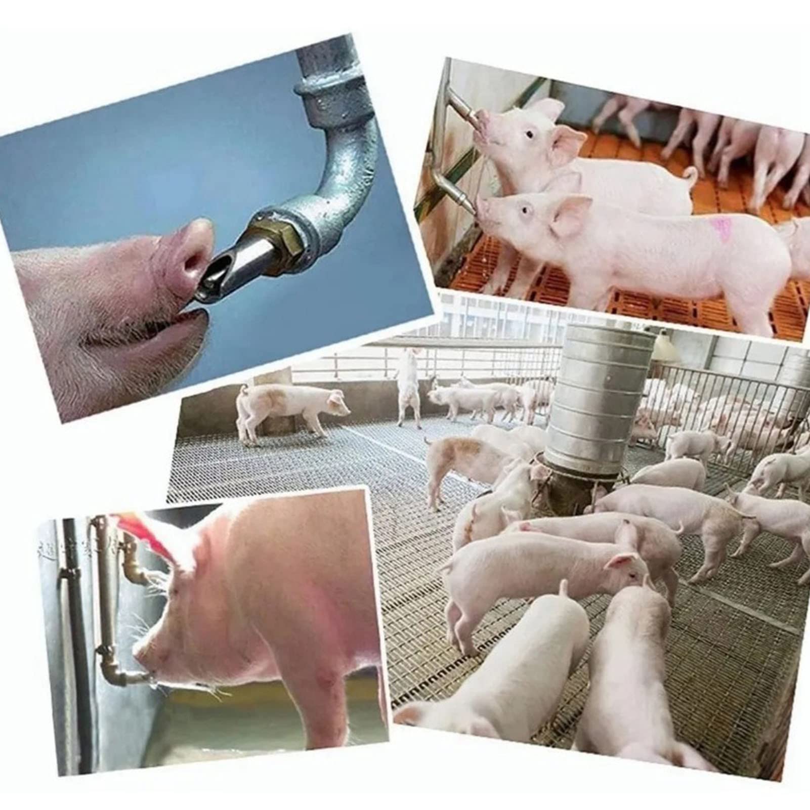 Abreuvoir Automatique Porc, Lot de 10 Mangeoires à Eau Réglable en Acier Inoxydable, Tétine Anti-Fuite pour Porcelet et Porc Adulte, Élevage Porcin Professionnel, Ferme, Porcheri
