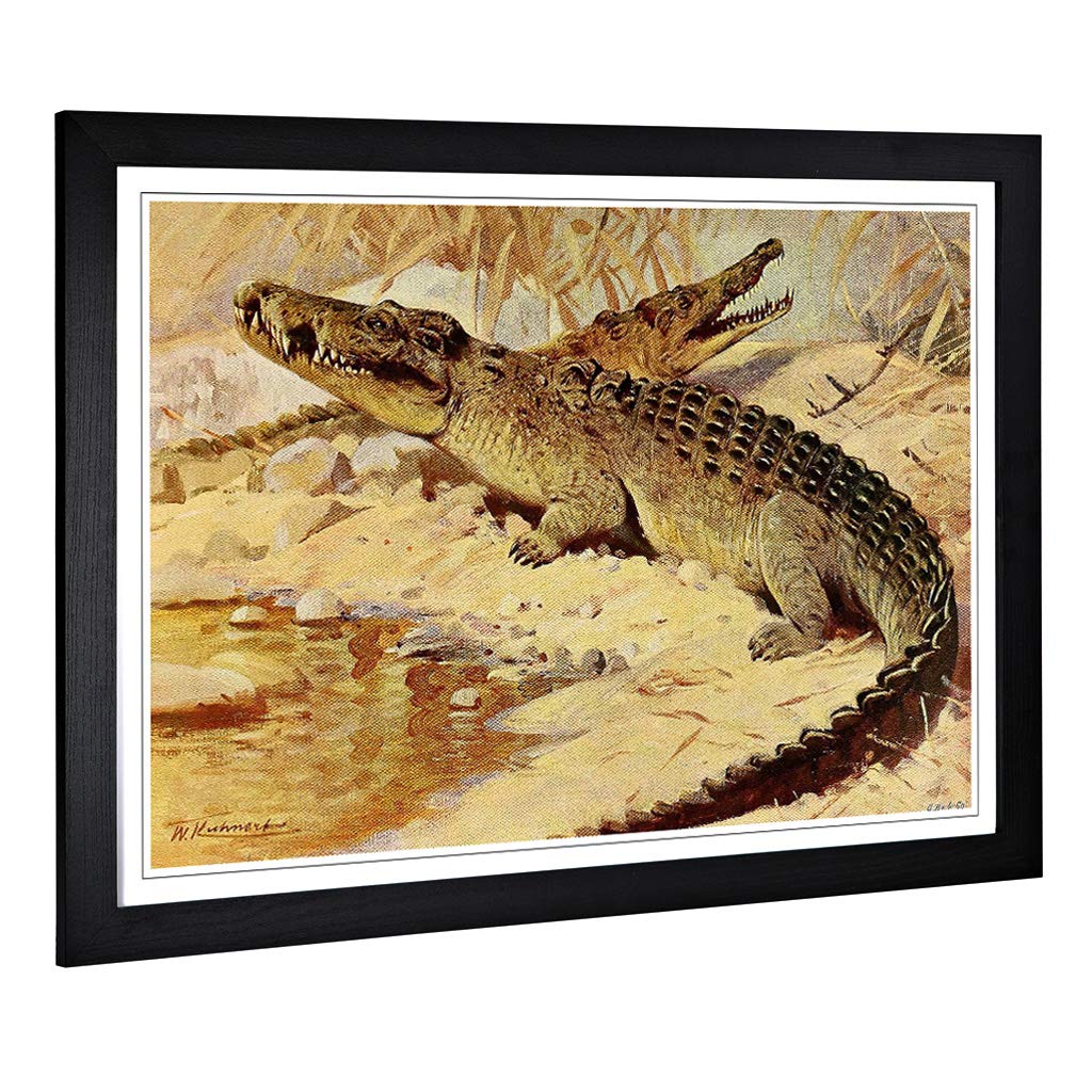 Big Box Art Framed Print of Vintage W Kuhnert Nile Crocodile Design | Wall Art Picture | Home Decor for Kitchen, Living Room, Bedroom, Hallway, Black, A2 / 24.5x18 Inch / 62x45cm