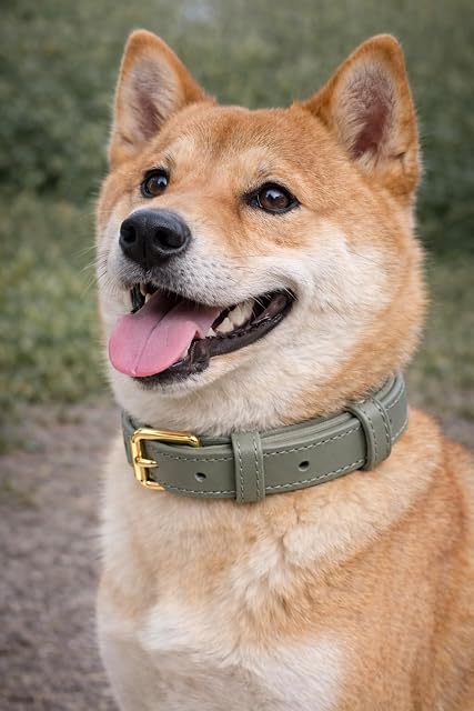 Foto 6 de 6 de Collar de perro ajustable de piel auténtica vibrante con acolchado de neopreno suave
