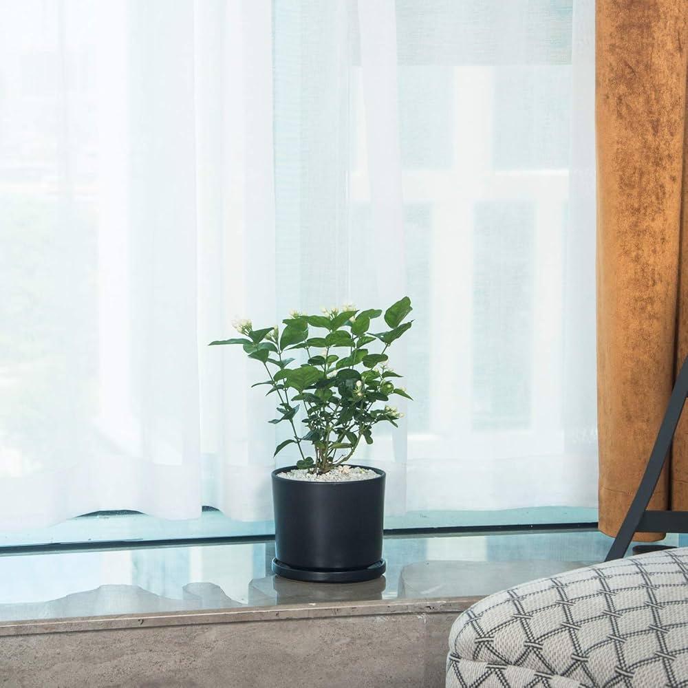 Amazon.co.jp: Ekirlin 植木鉢 陶器鉢 14cm 受け皿付き おしゃれ