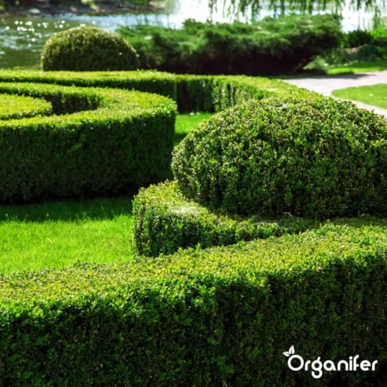 Buxus Vital 250 Ml - Concentré Pour 25 Mètres De Haie - Chenille Du Buis - Pyrale Du Buis - Moisissure Du Buis - Résistant - Organifer
