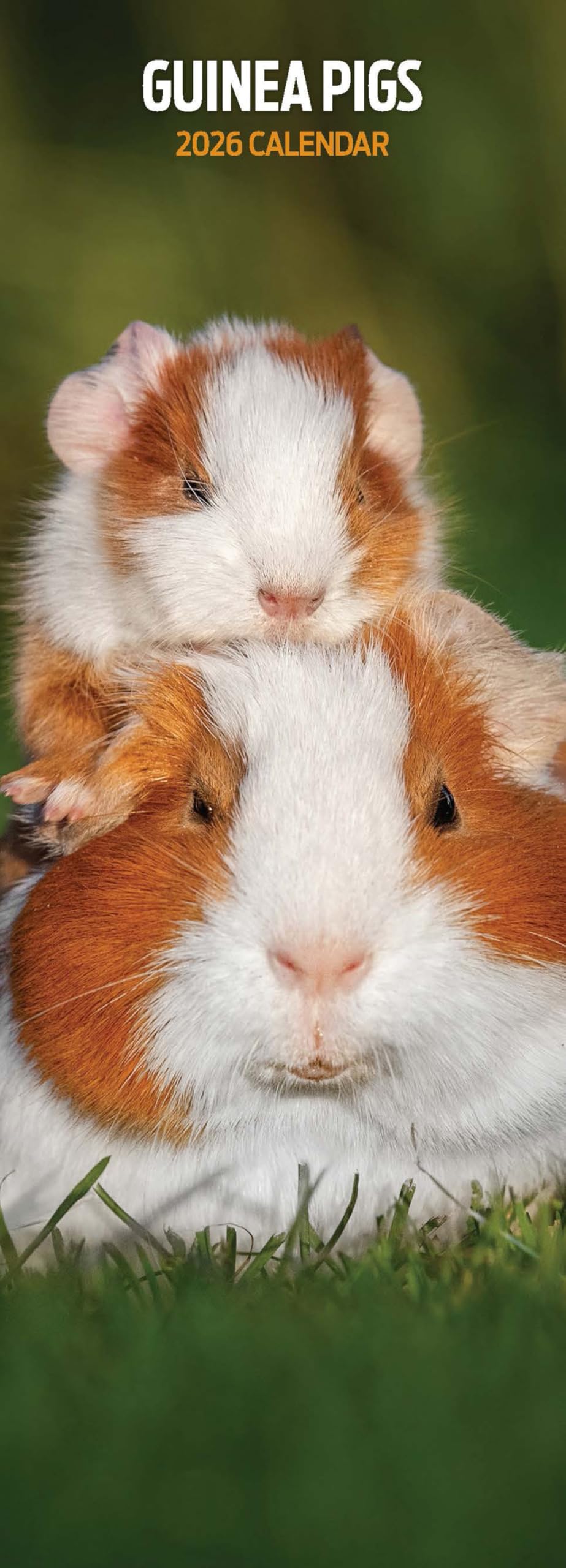 Guinea Pig 2026 Slim Calendar