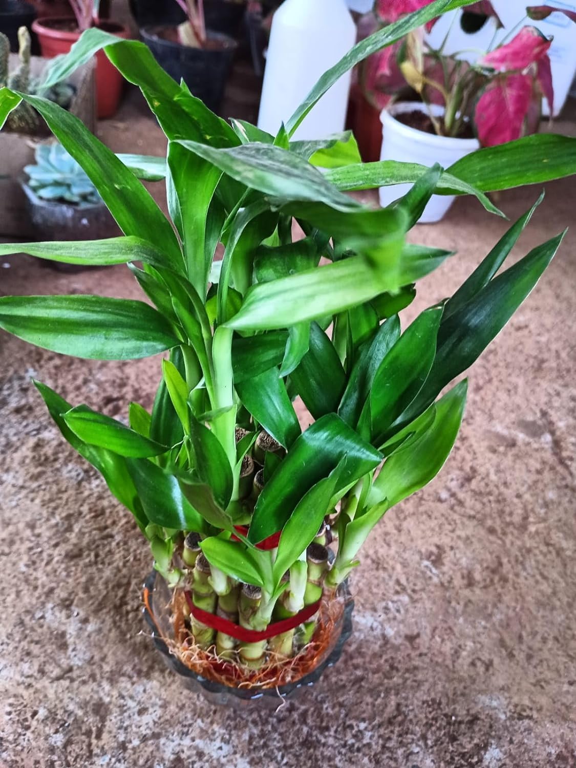 Flora Solutions 2 Layer BMBOO Plant with Round Glass Pot