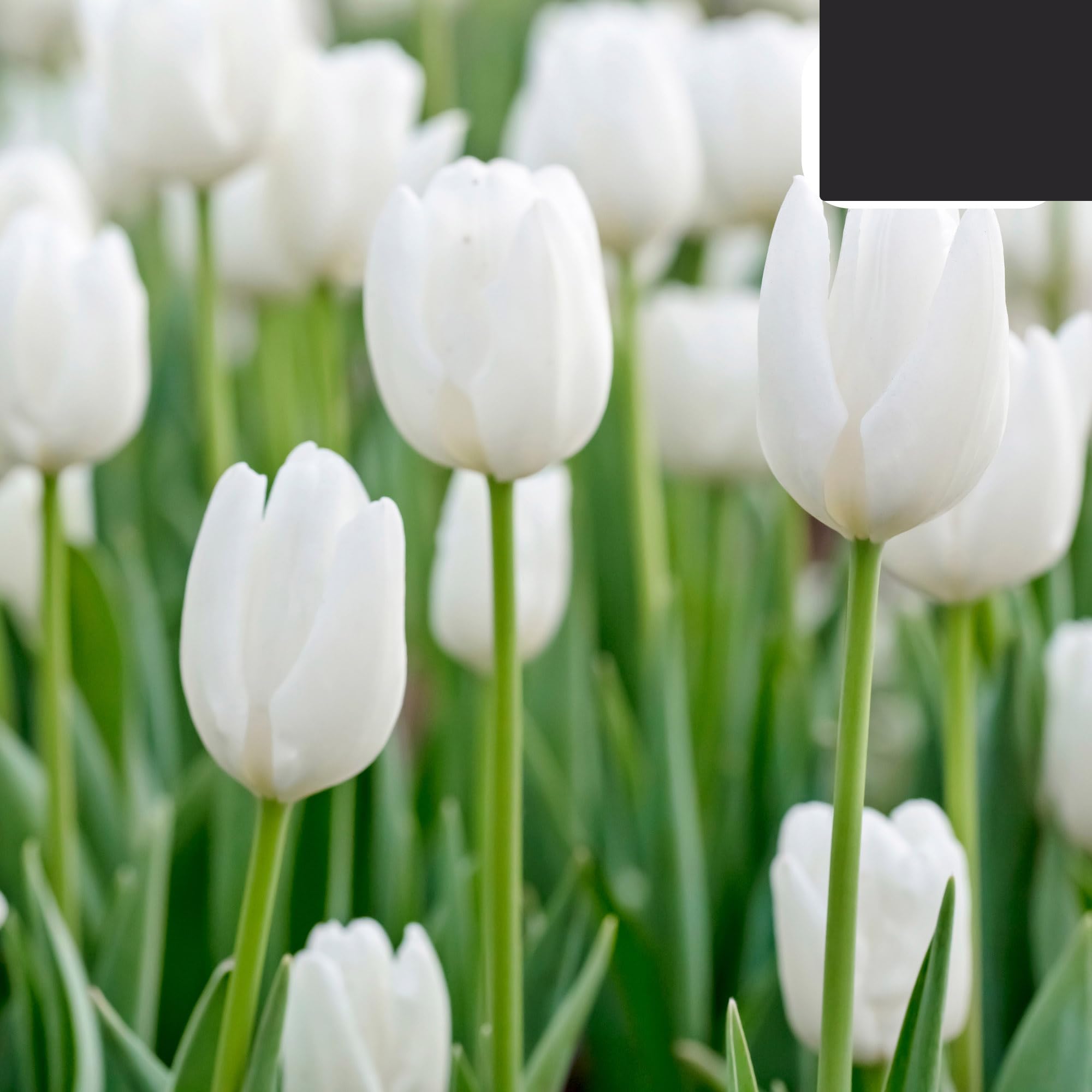Bulbos de tulipán 'Catherina' | 20 Piezas | Tulipán Blanco Puro - 30-50cm - Ø5cm - bulbo de flor - Planta de jardín