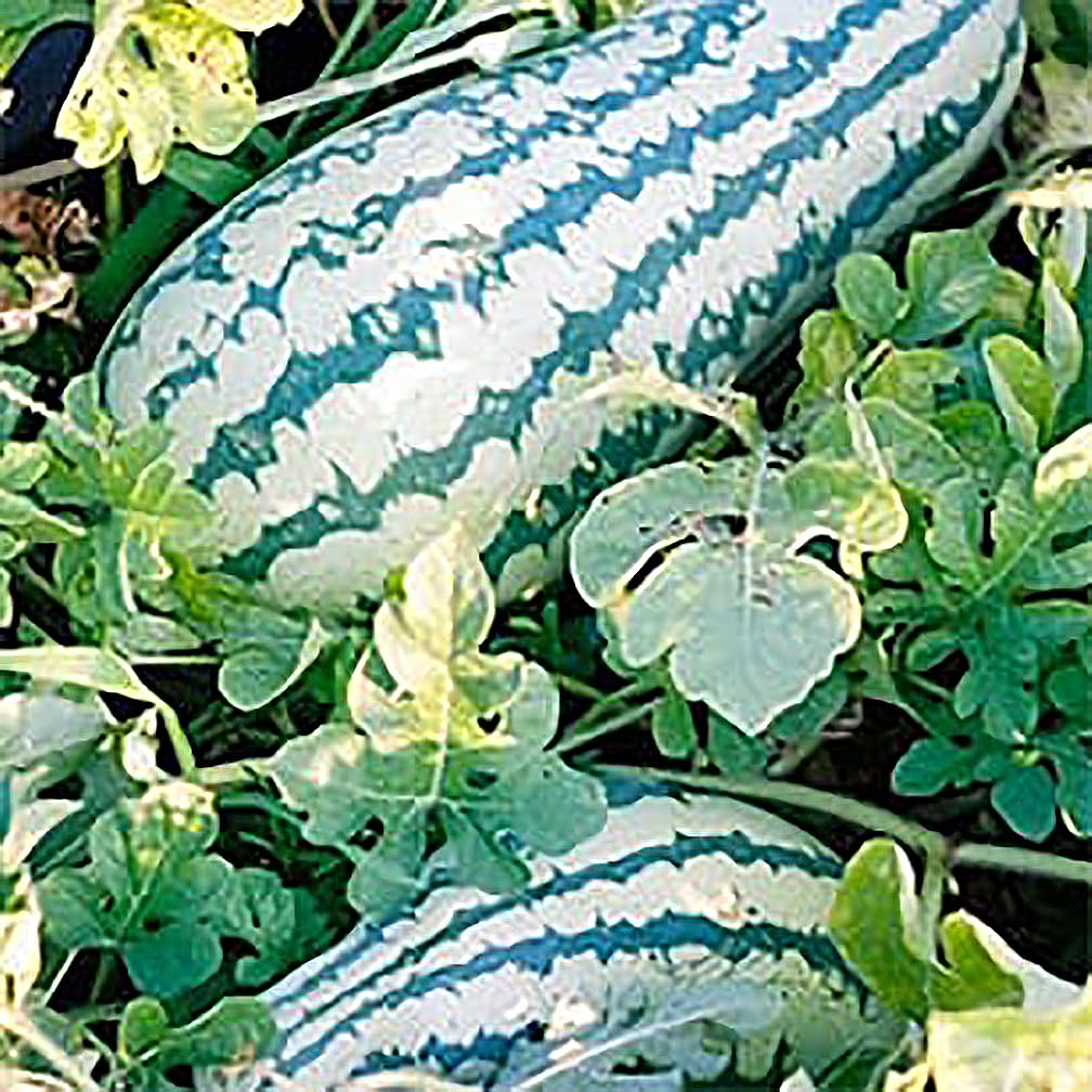 Georgia Rattlesnake Watermelon Seeds