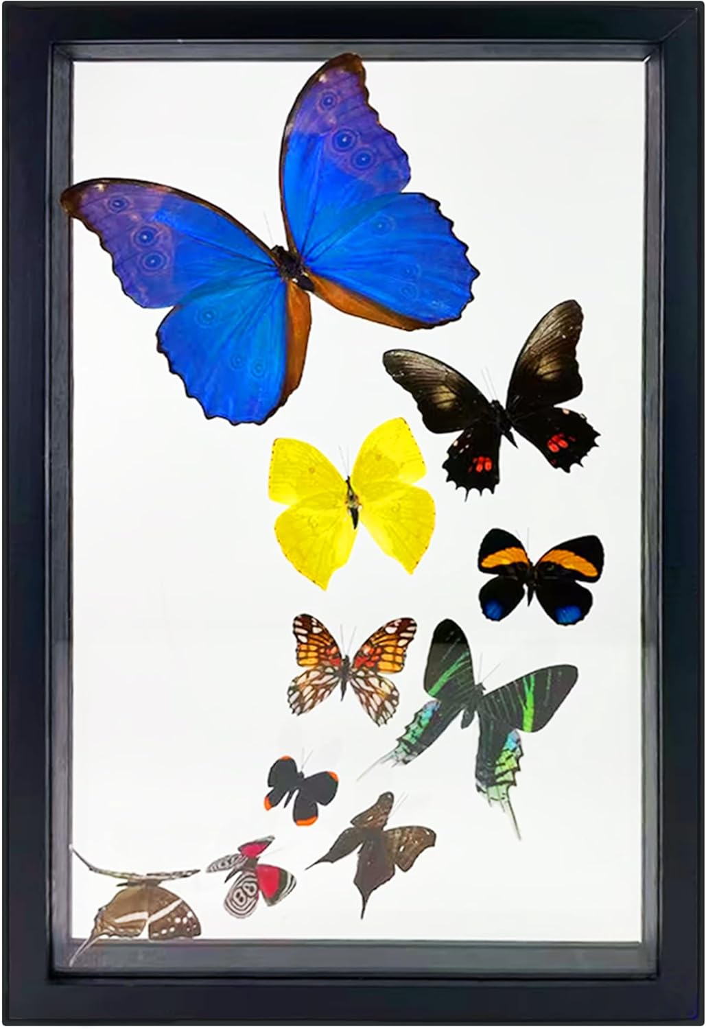 Beverly Oaks Amazing Blue Morpho Butterfly with Additional 9 Amazing Assorted Butterflies, Professionally Mounted Certificate of Authenticity