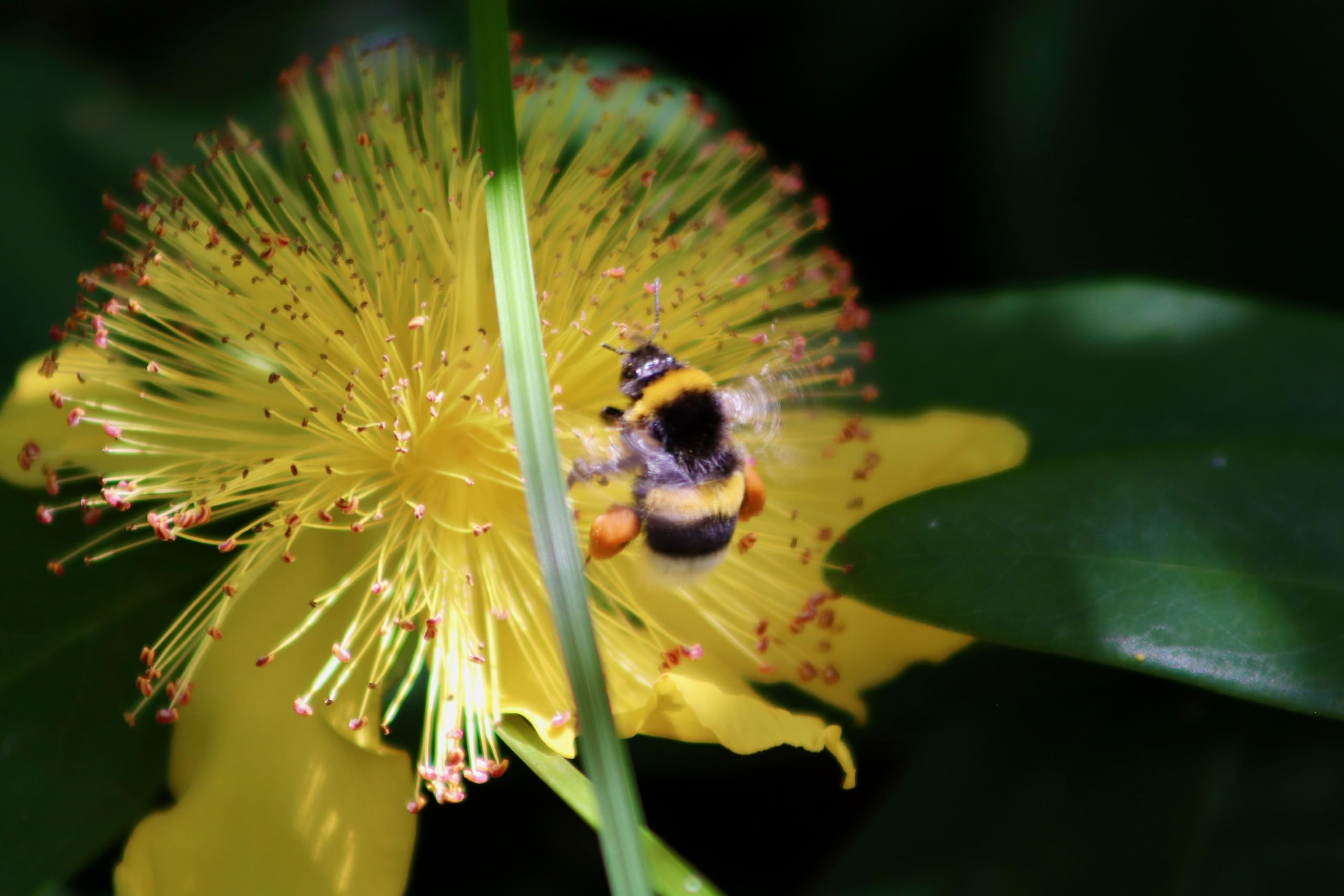 Echtes Johanniskraut (Hypericum perforatum) Samen. Heilpflanze des Jahres 2019 (100000 Samen = 10,0g)